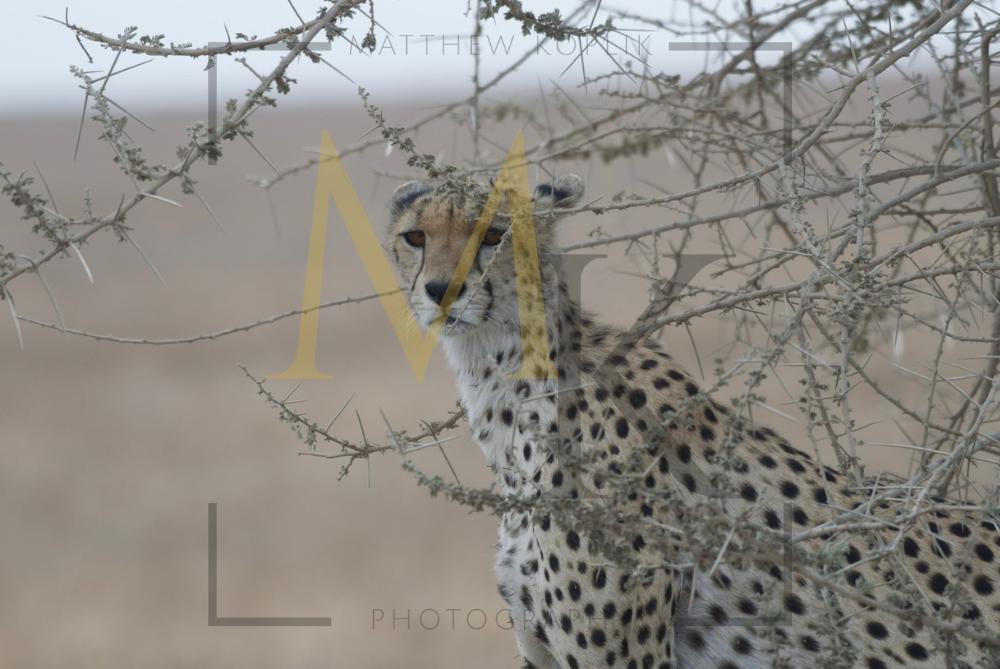 Cheetahs