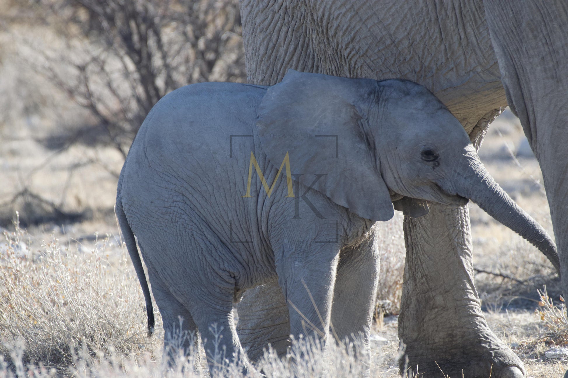 Baby Elephant with Mother #1