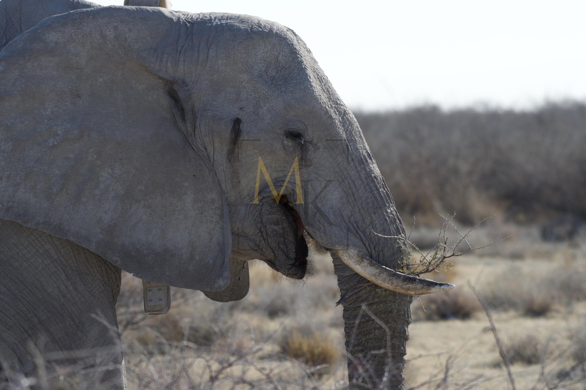 Collared Elephant