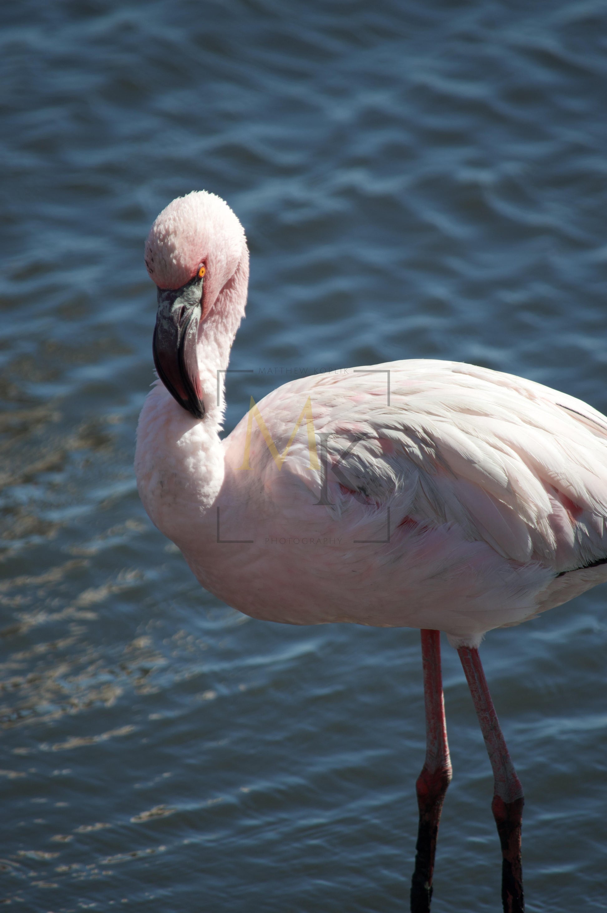 Flamingo #2