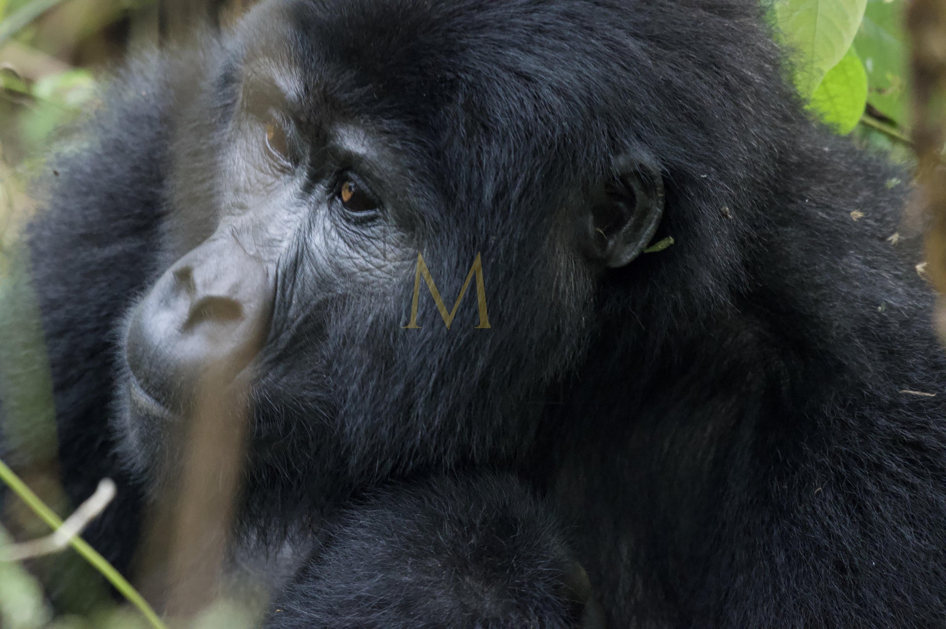 Gorilla #2