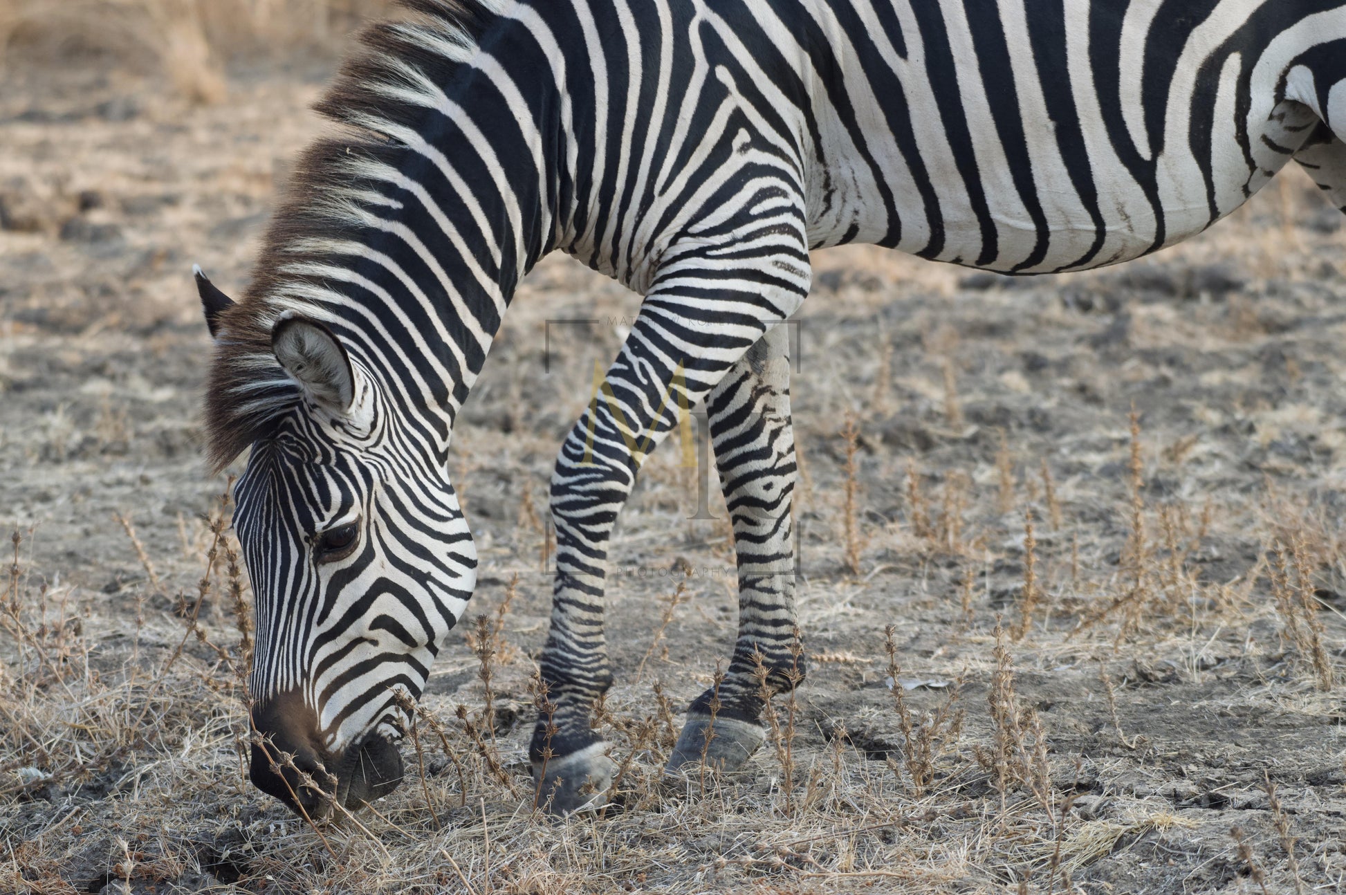 Grazing Zebra #2