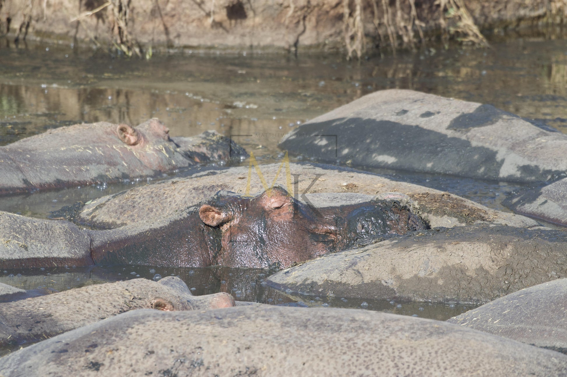 Hippopotamus in River