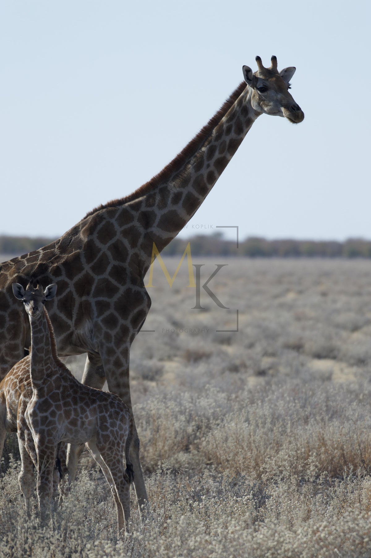 Mother and Baby GIraffe