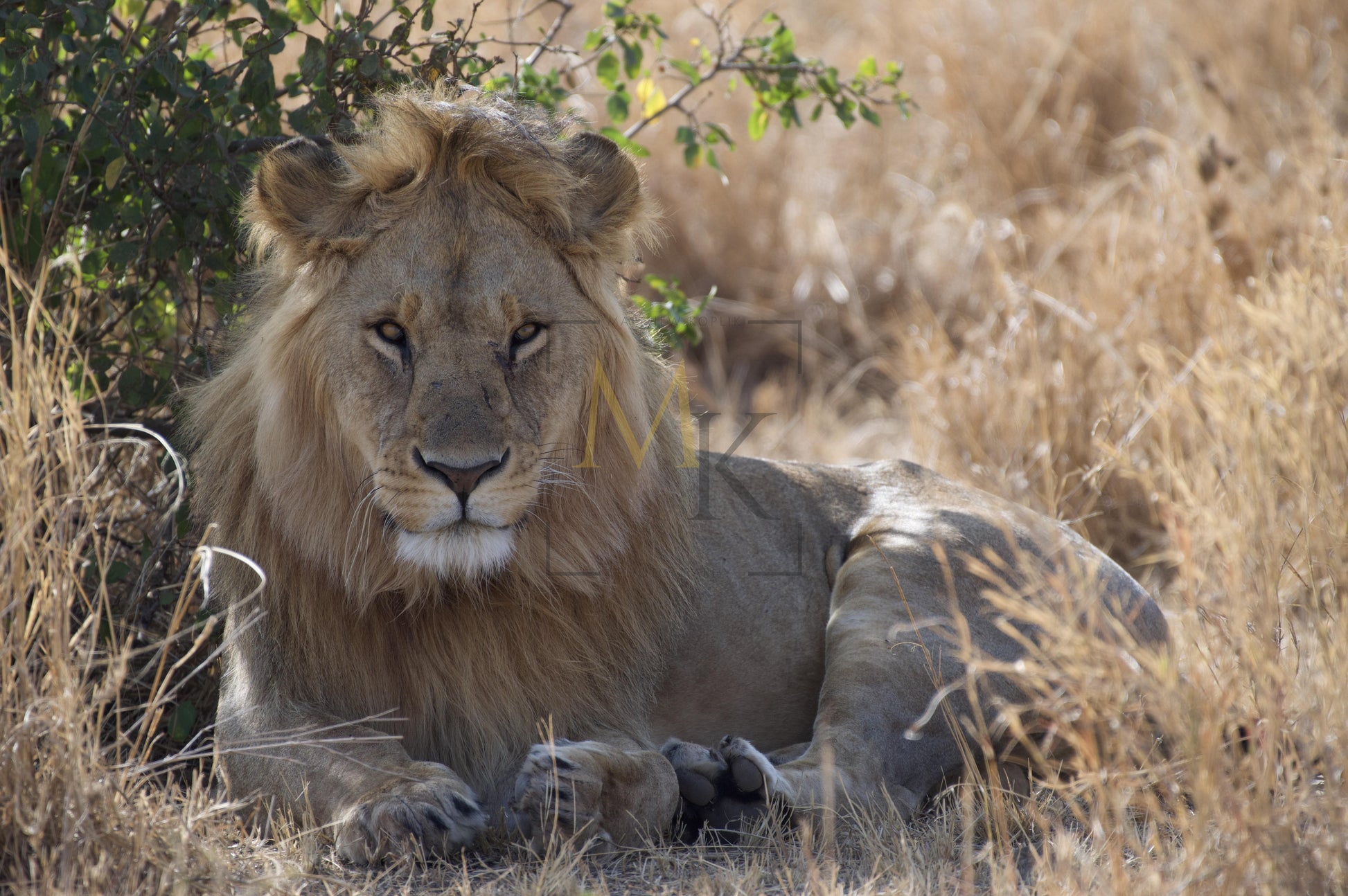 Regal Lion