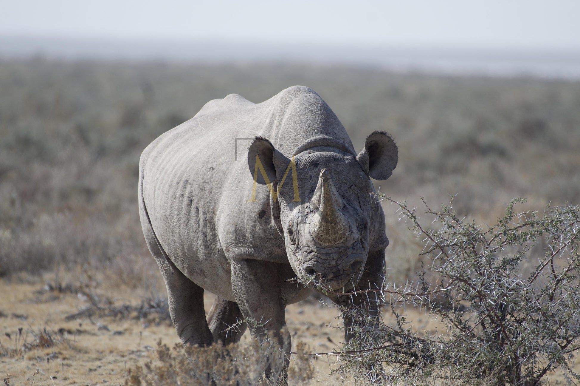 Rhinoceros Eating Shrubs #2