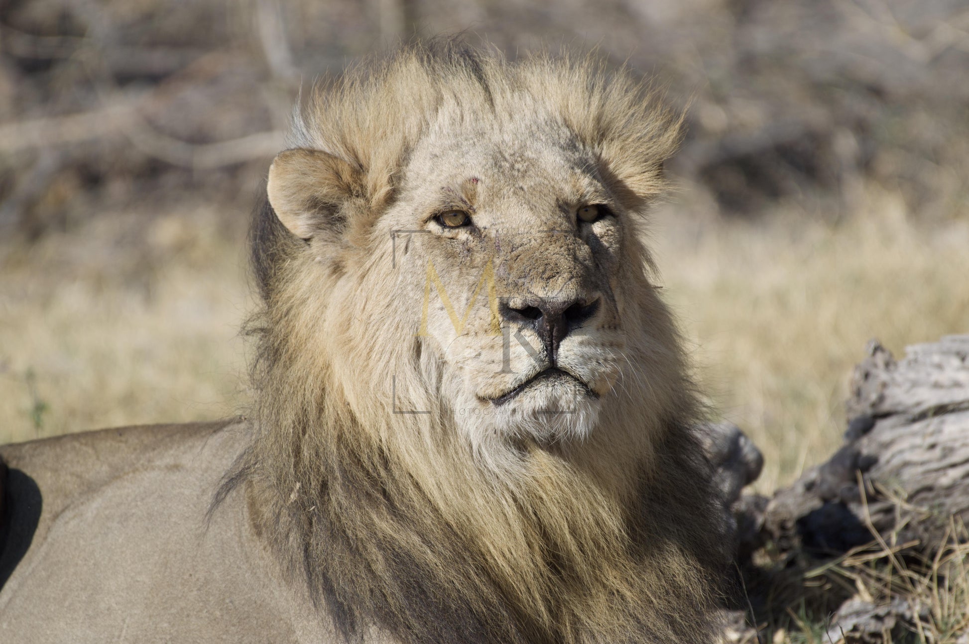 Scared Lion #2