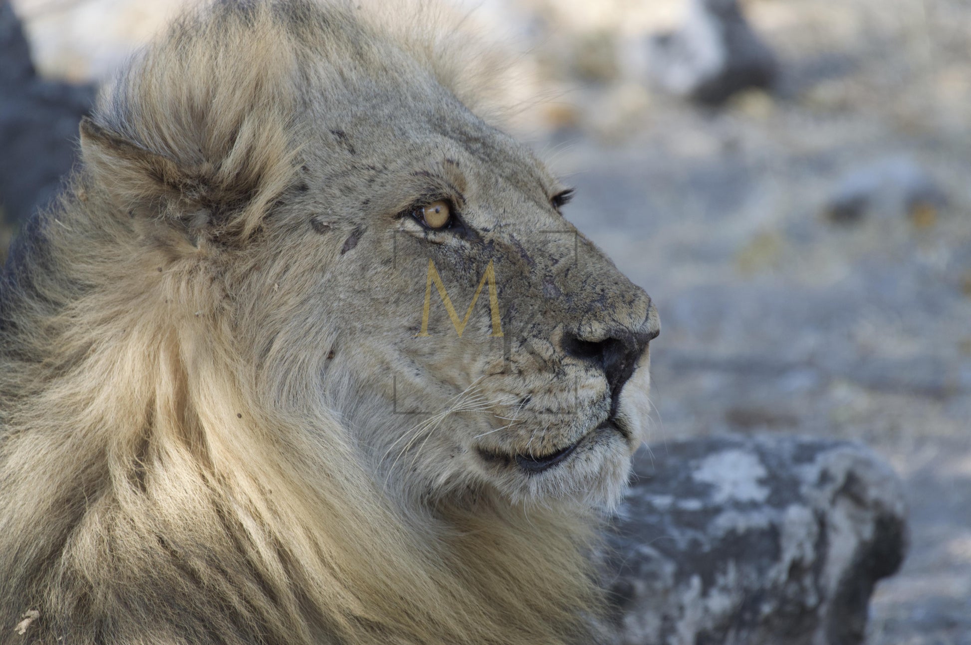 Scared Lion