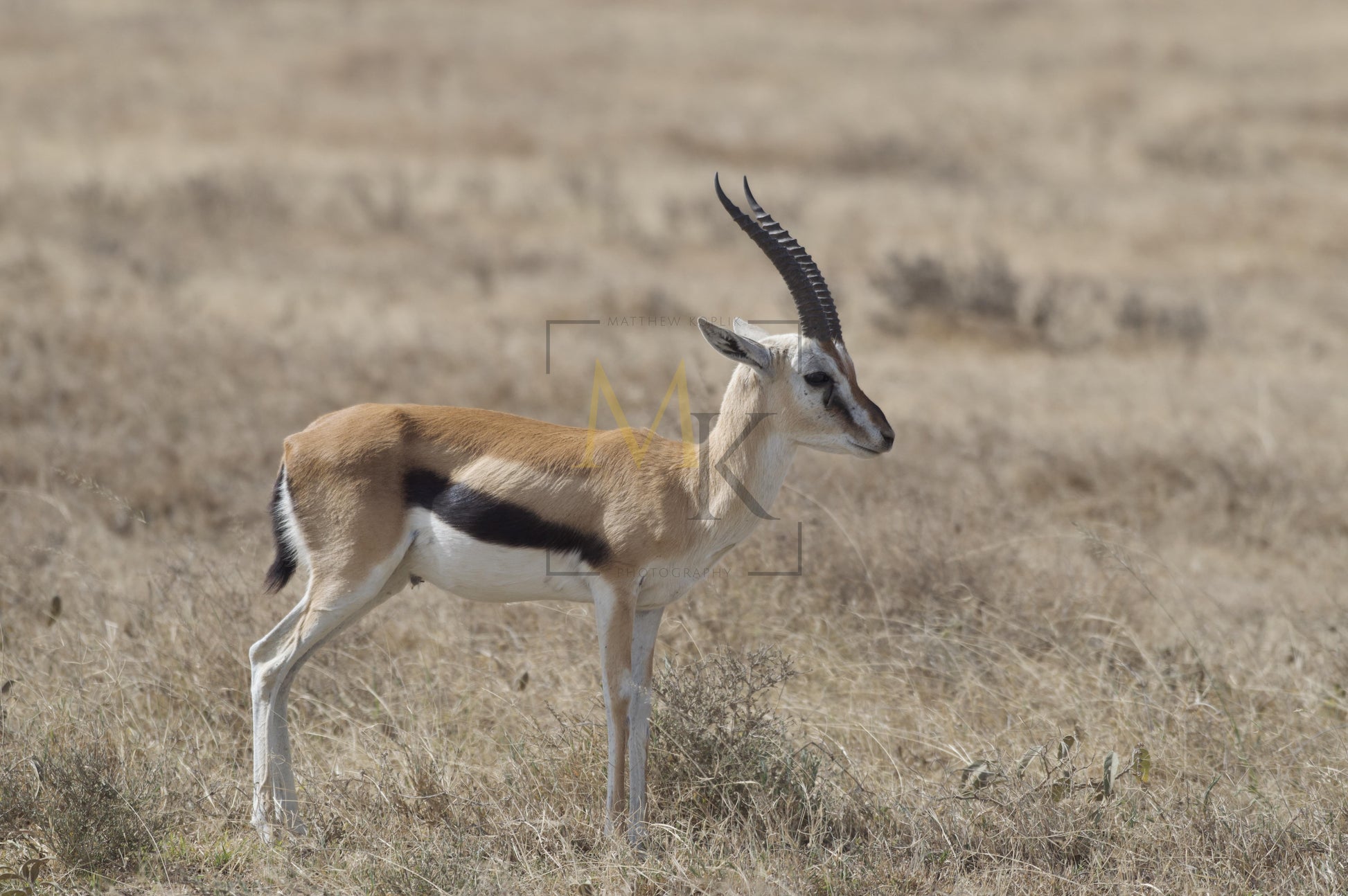 Thompsons Gazelle