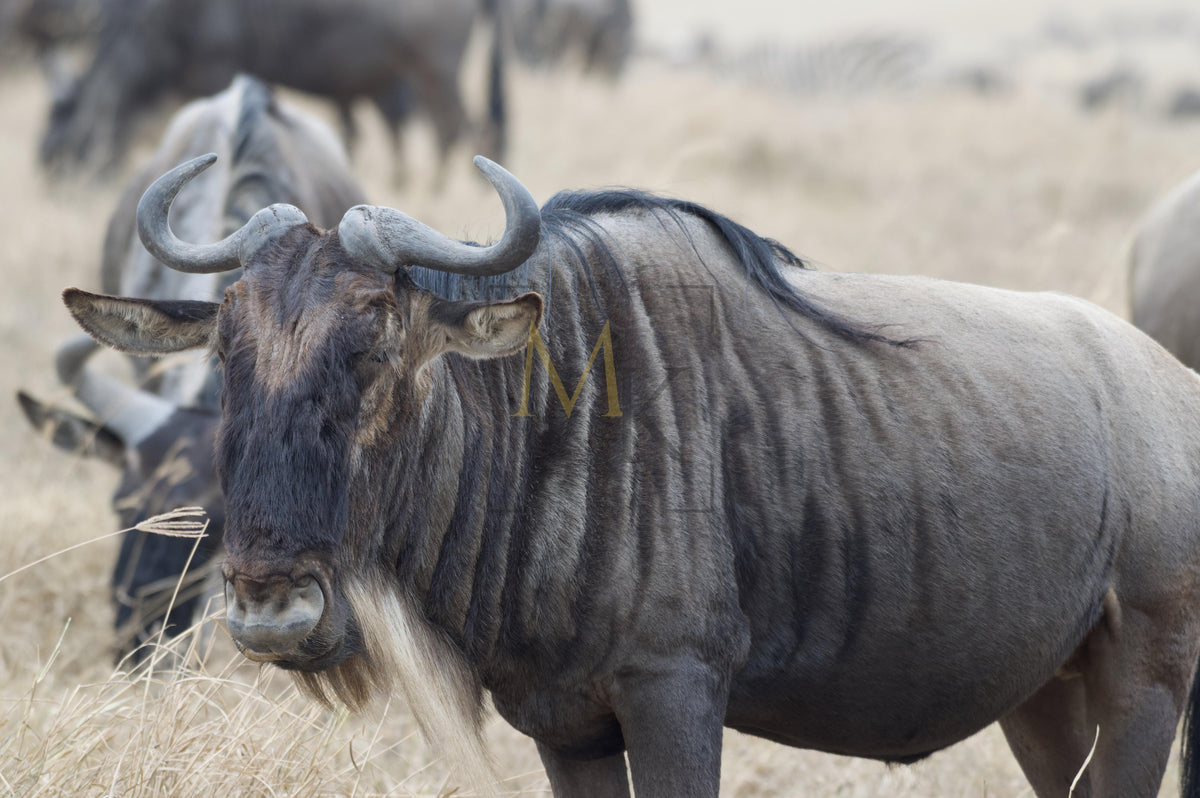 Wildebeest