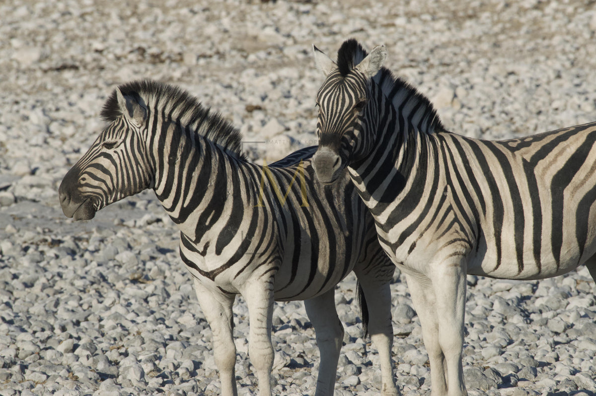 Zebra in Etosha