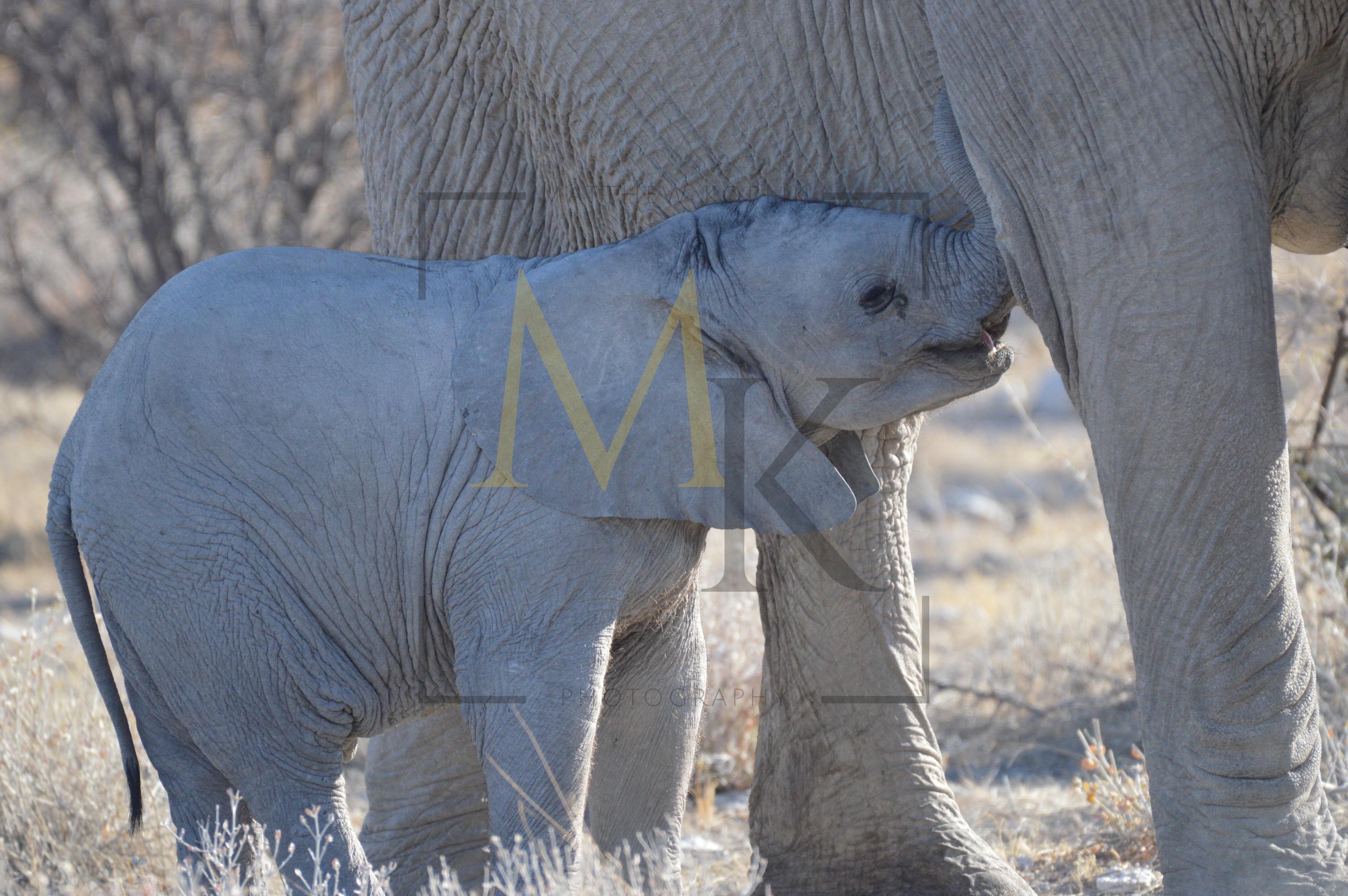 Elephants