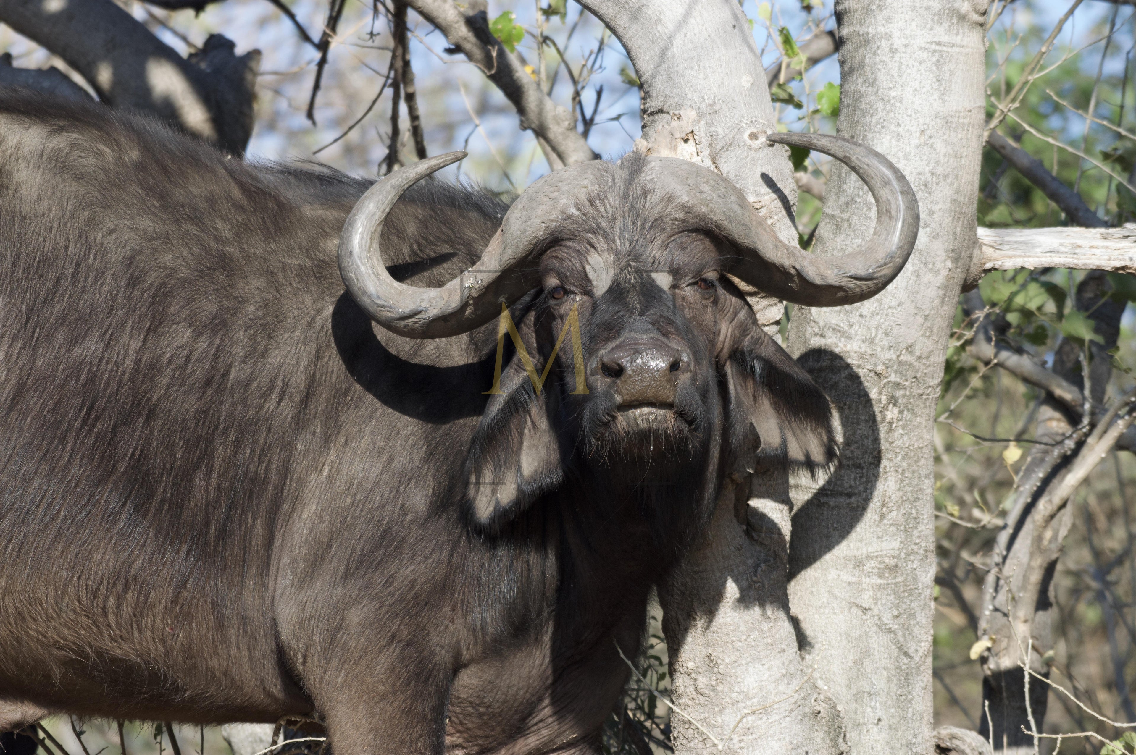 Buffalo