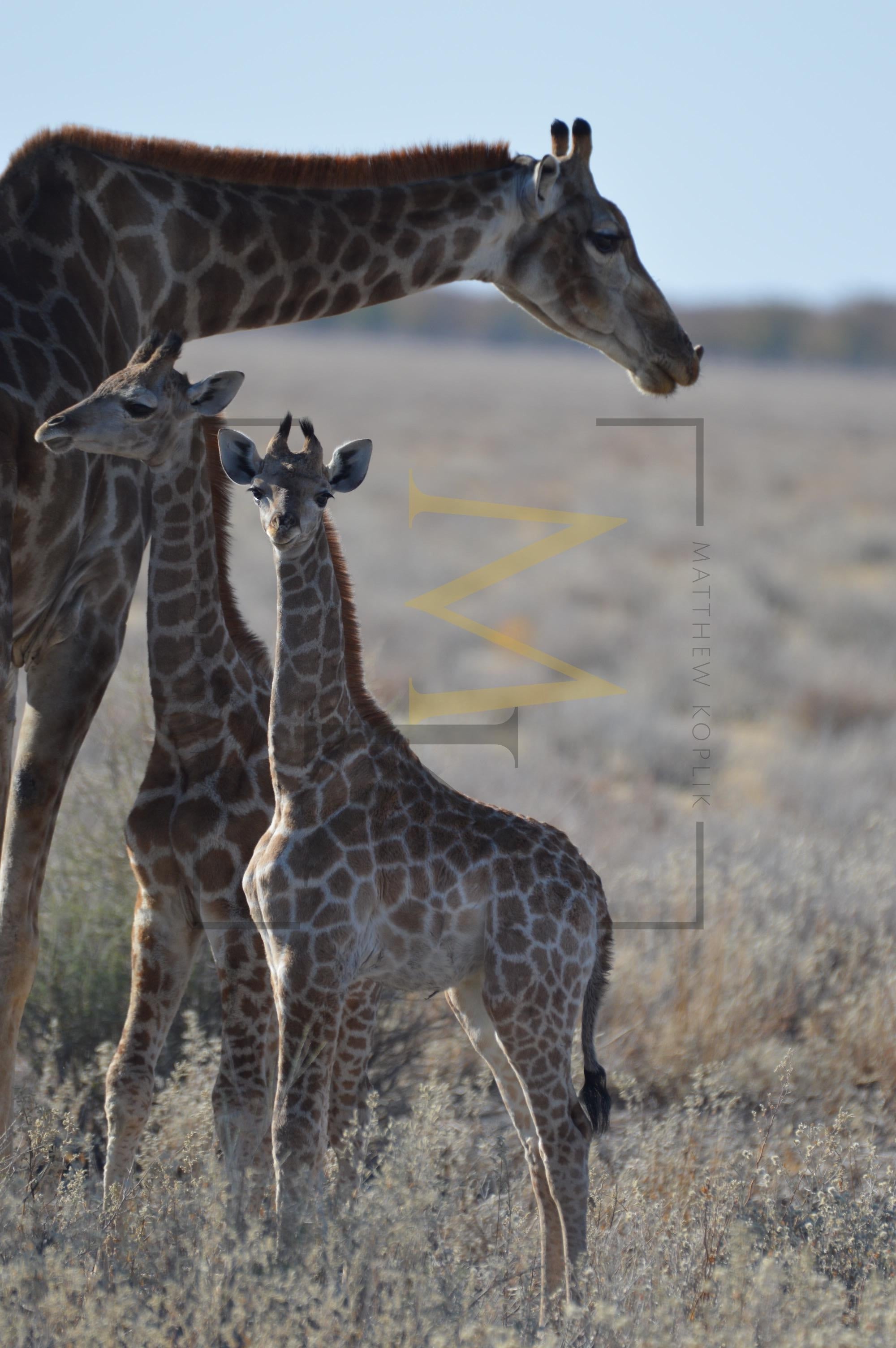 Giraffes