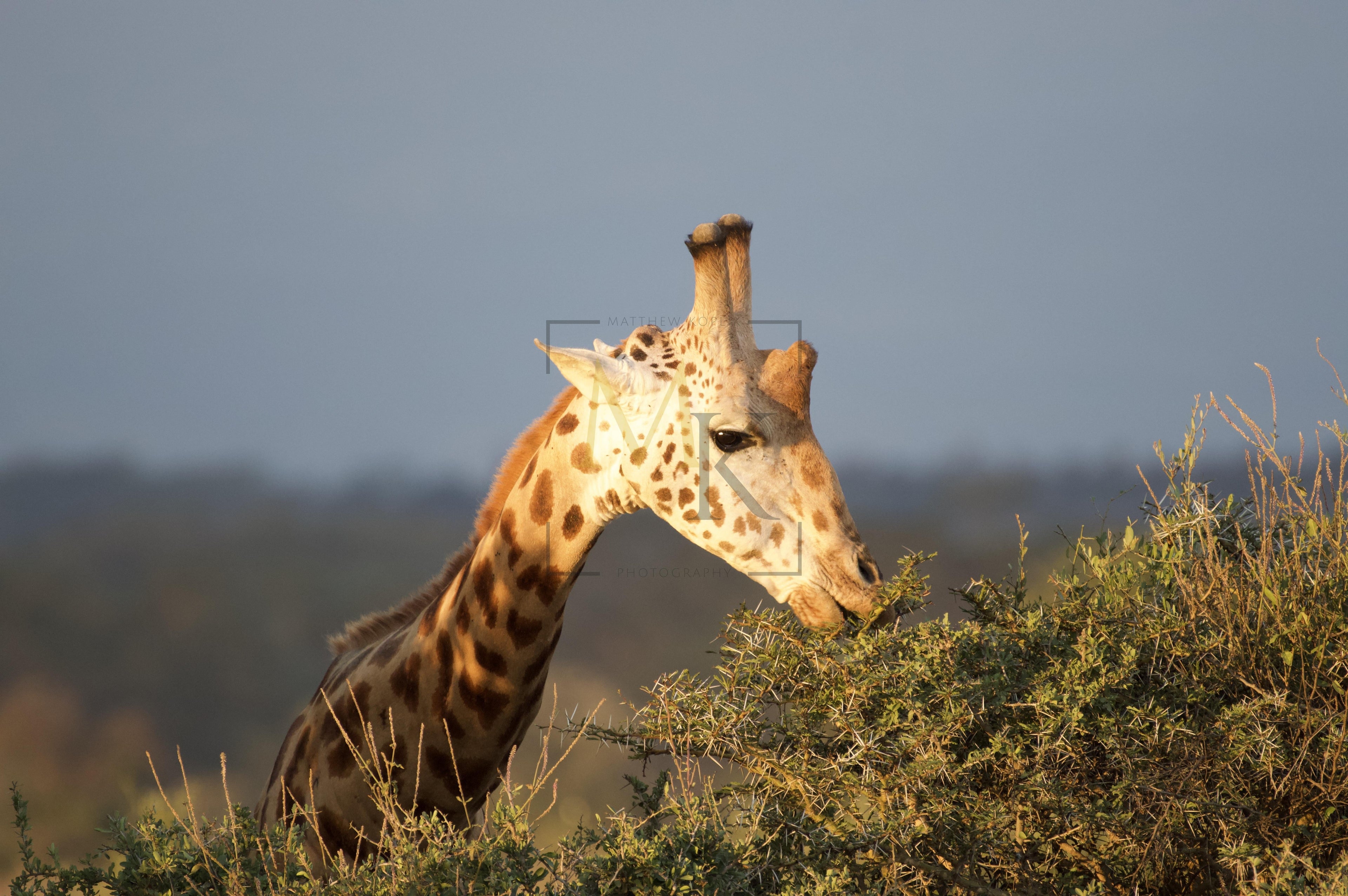 Kenya 🇰🇪