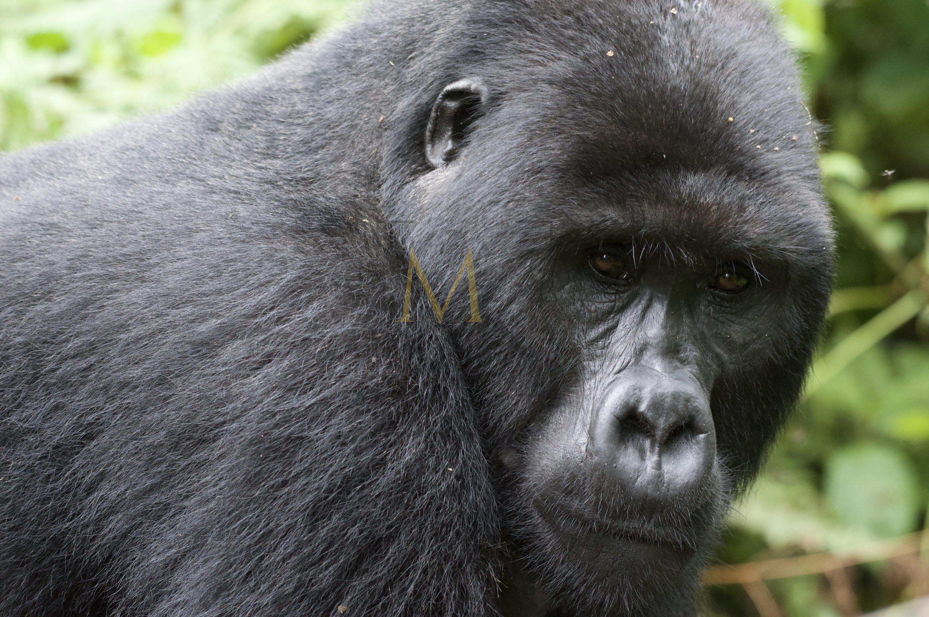 Uganda 🇺🇬