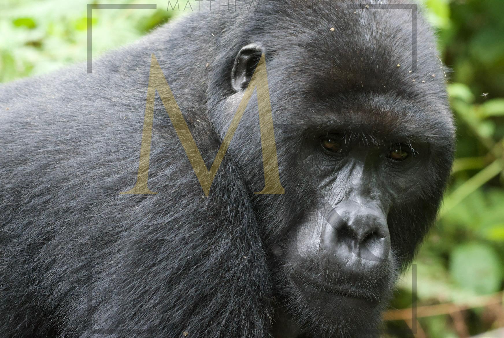 Gorillas
