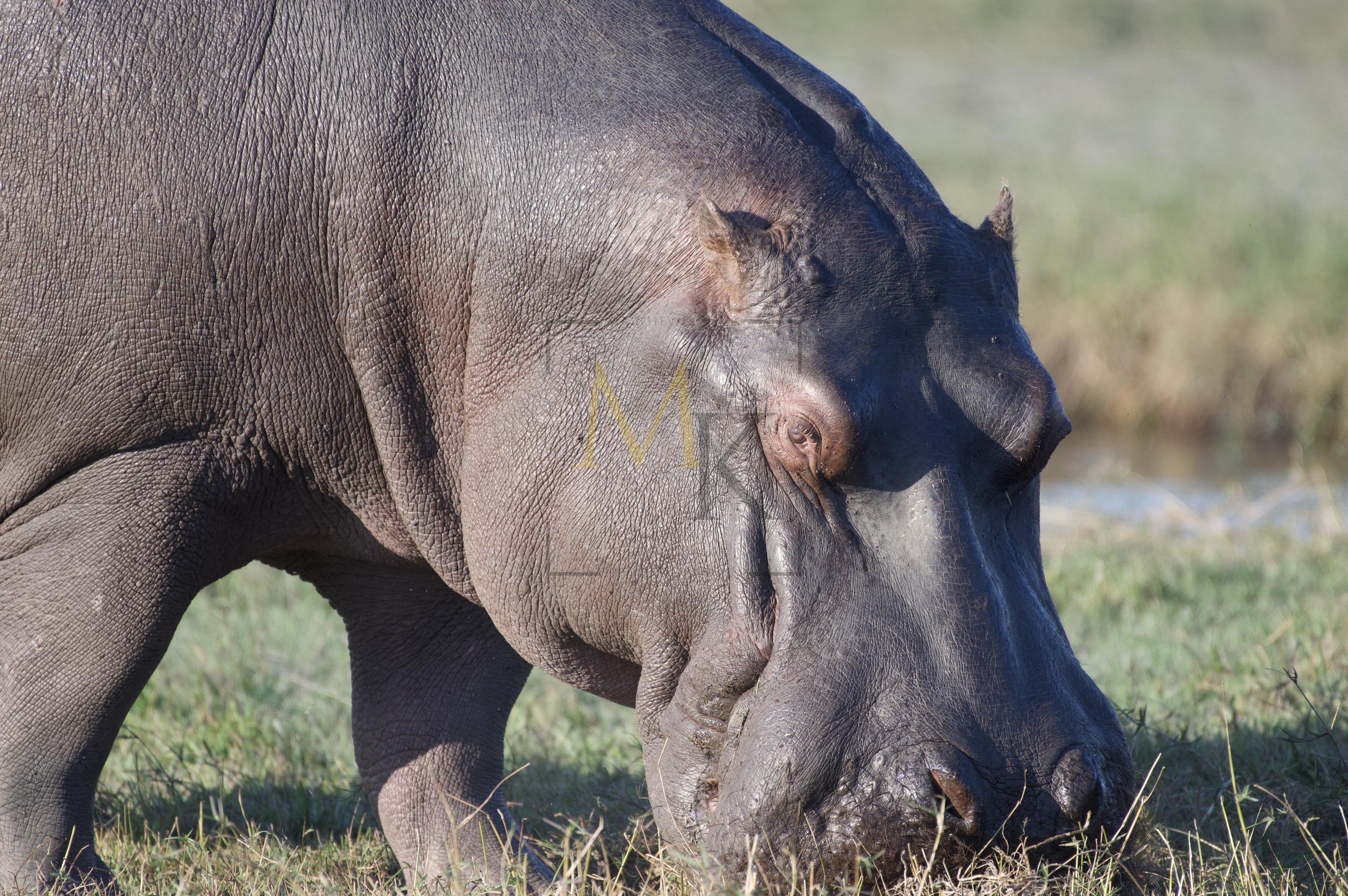 Hippos