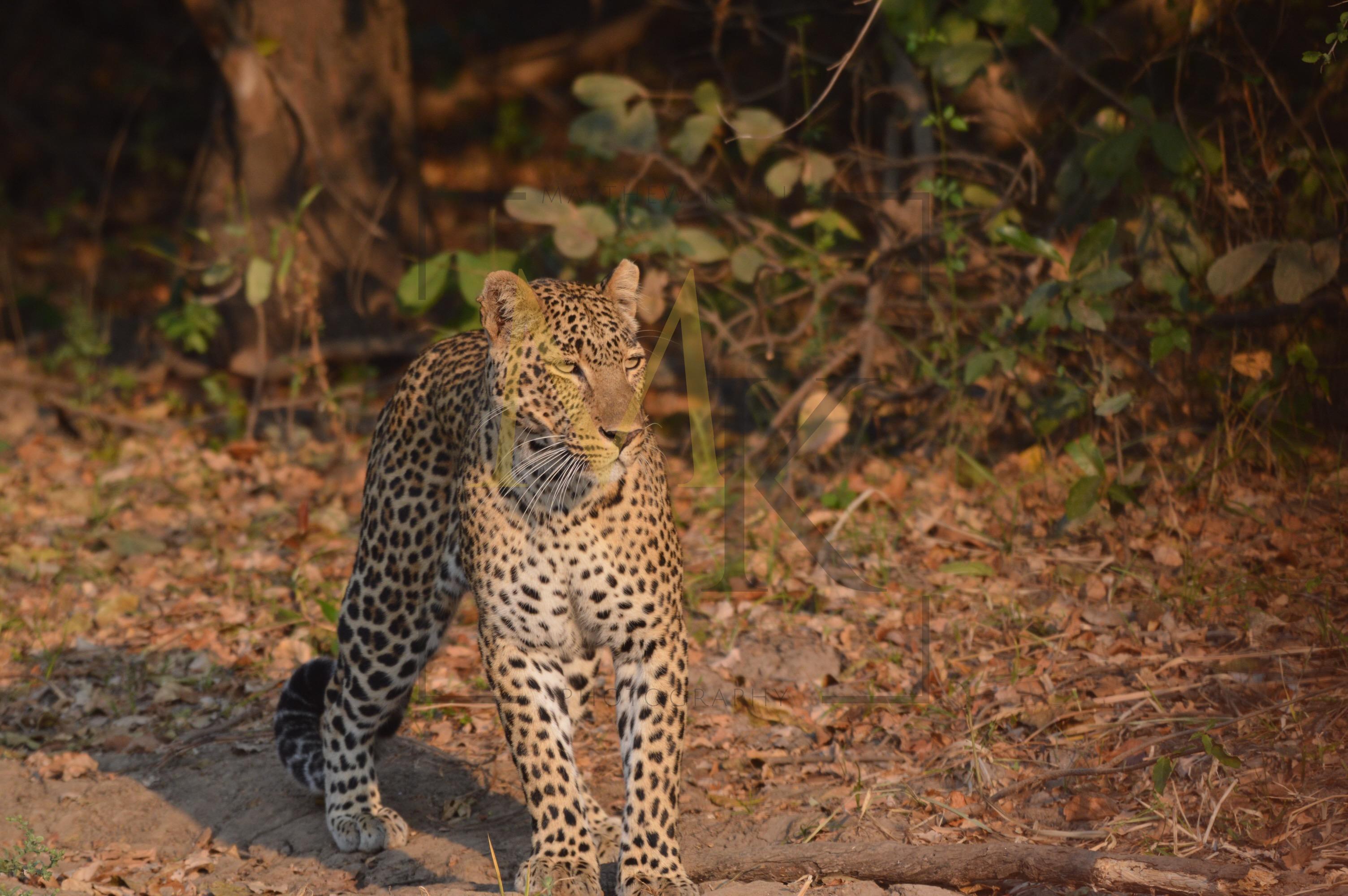 Leopards