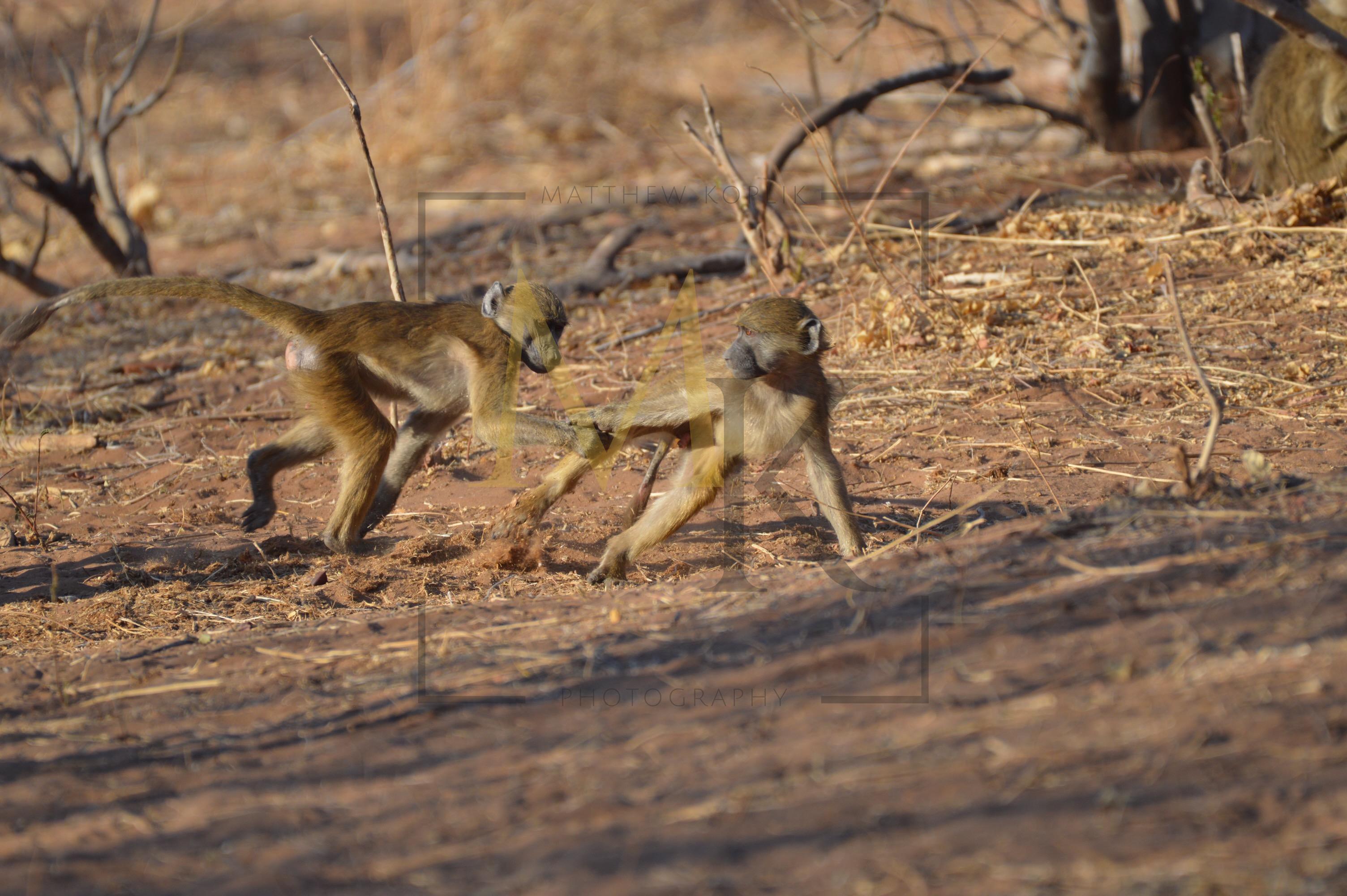 Baboons