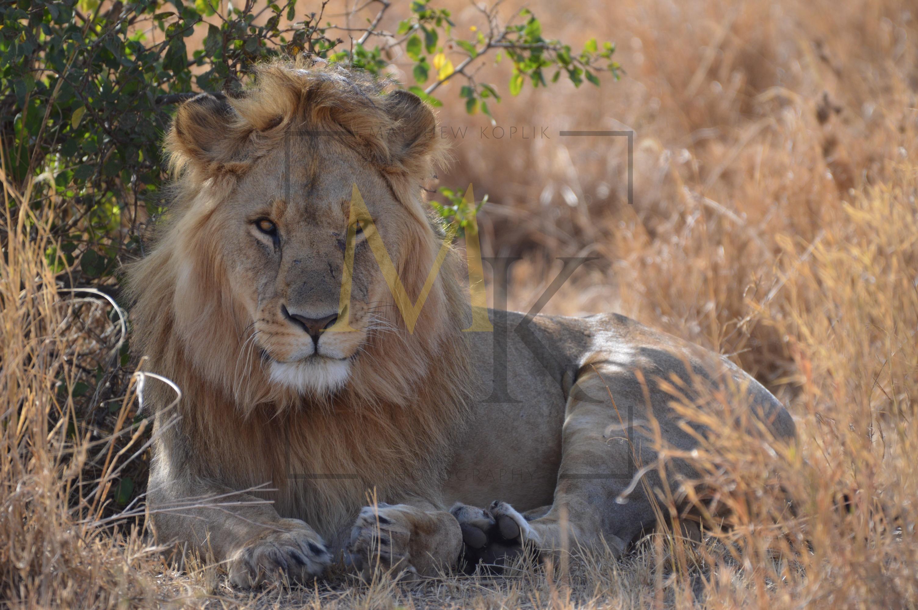 Lions