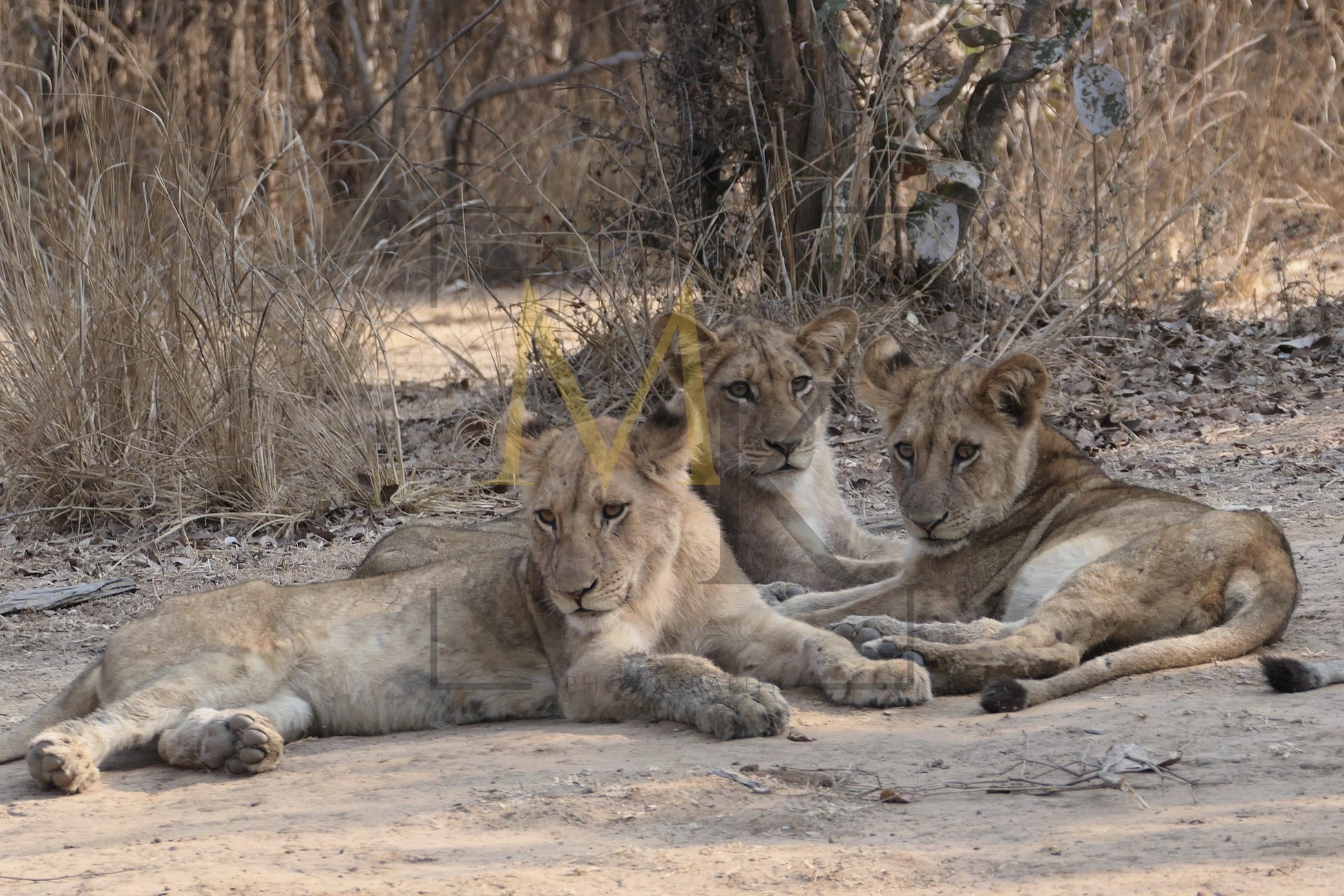 Three Cubs Resting