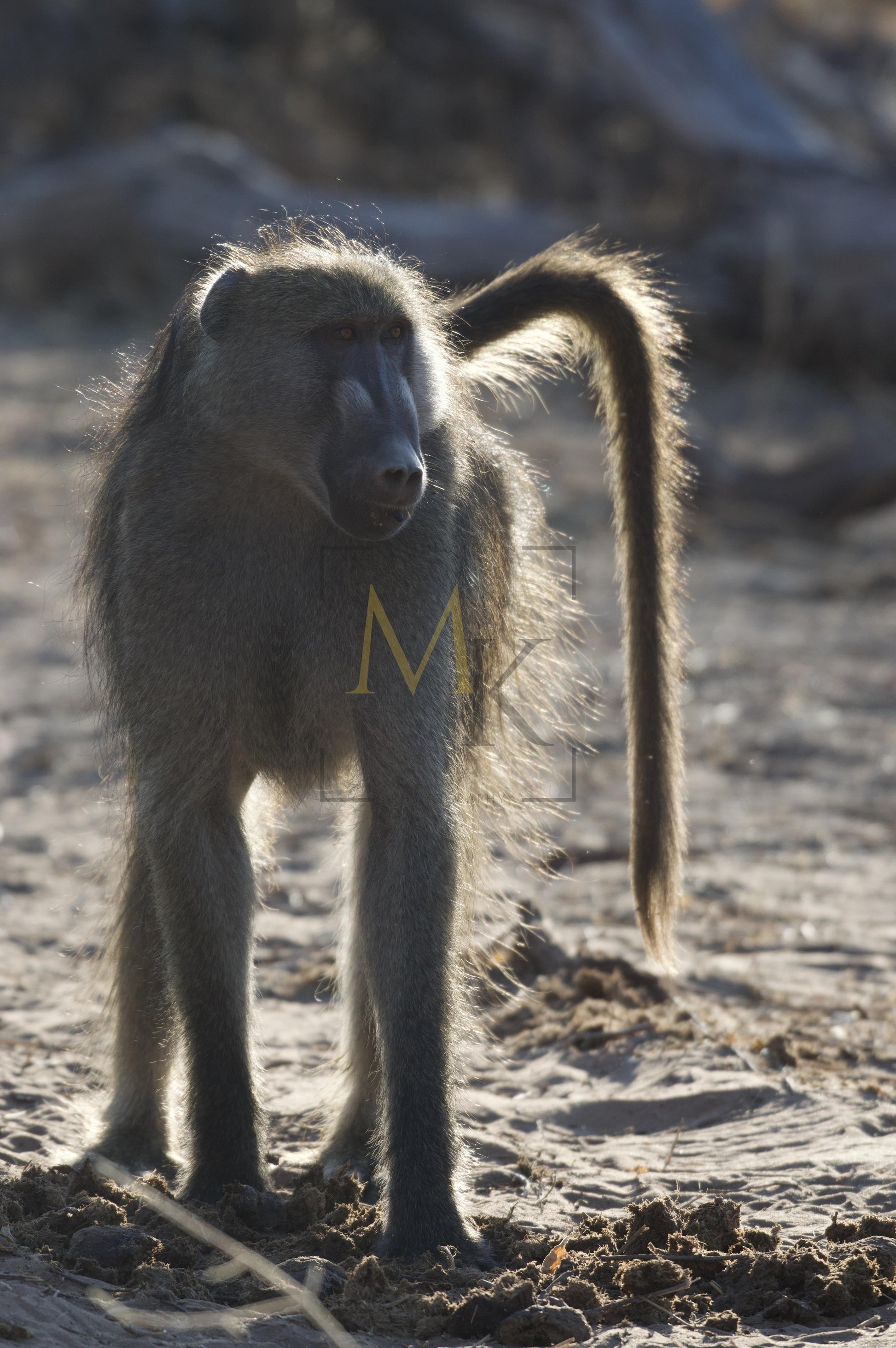 Baboon