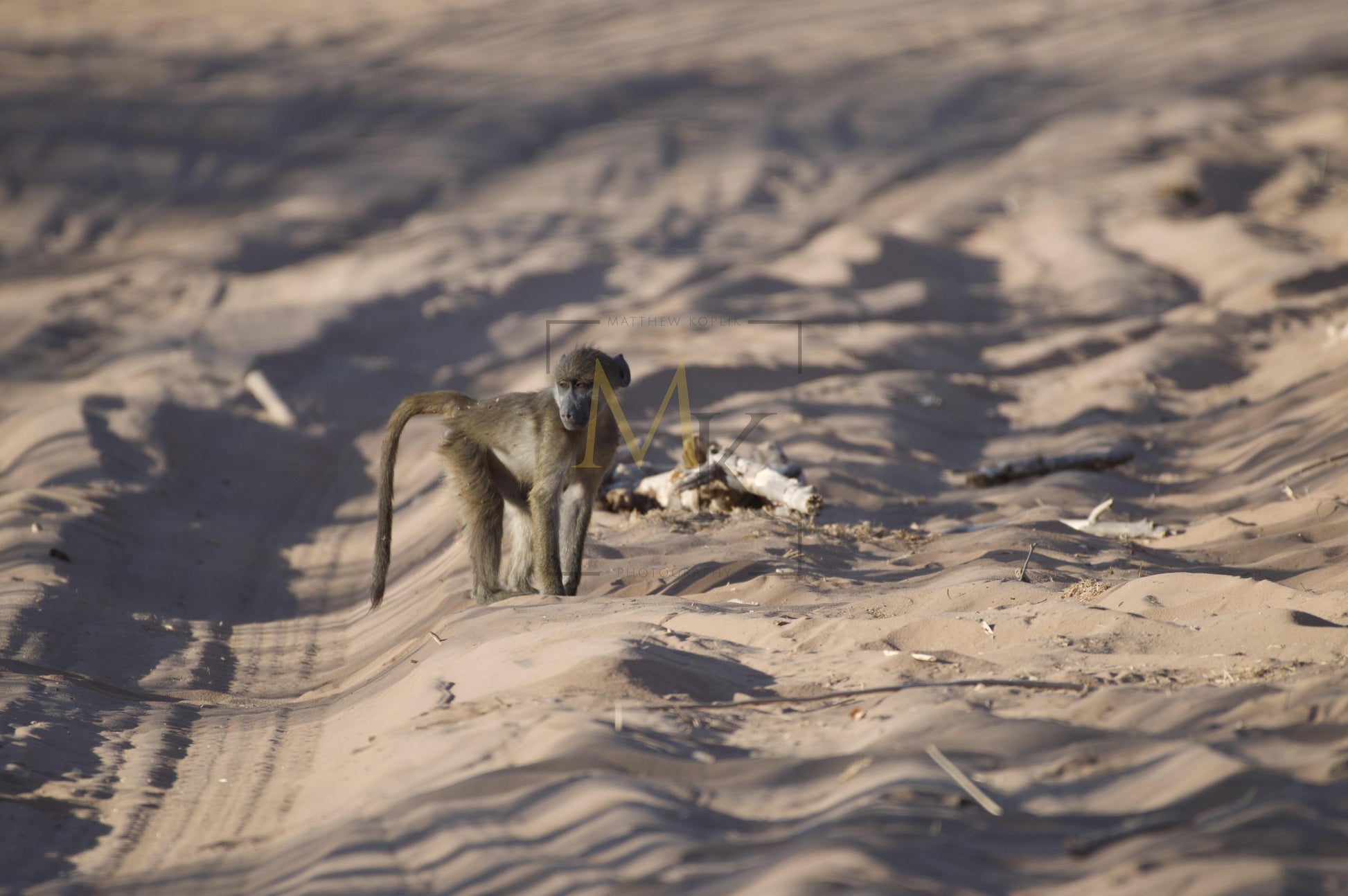 Baby Baboon