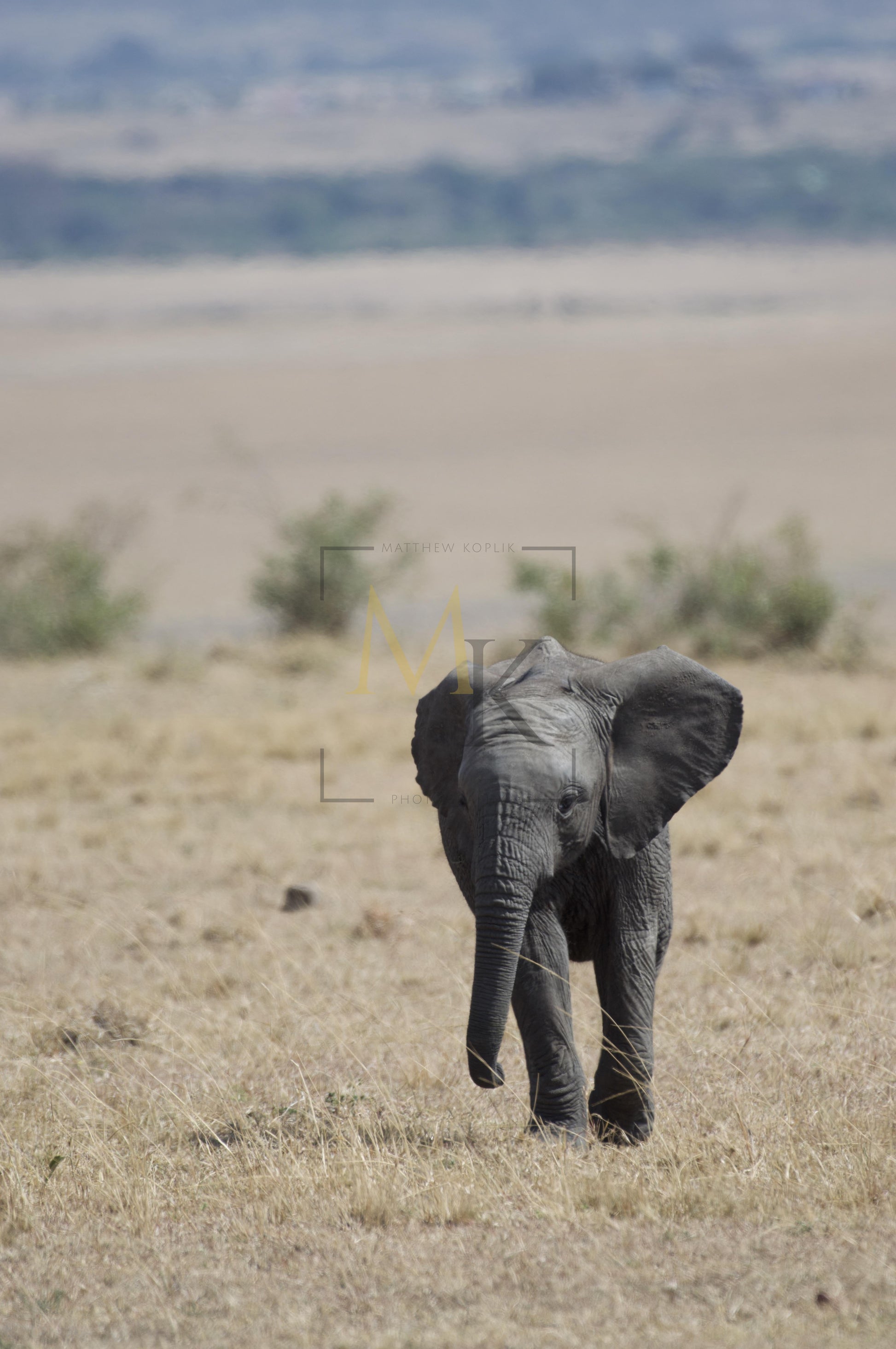 Baby Elephant
