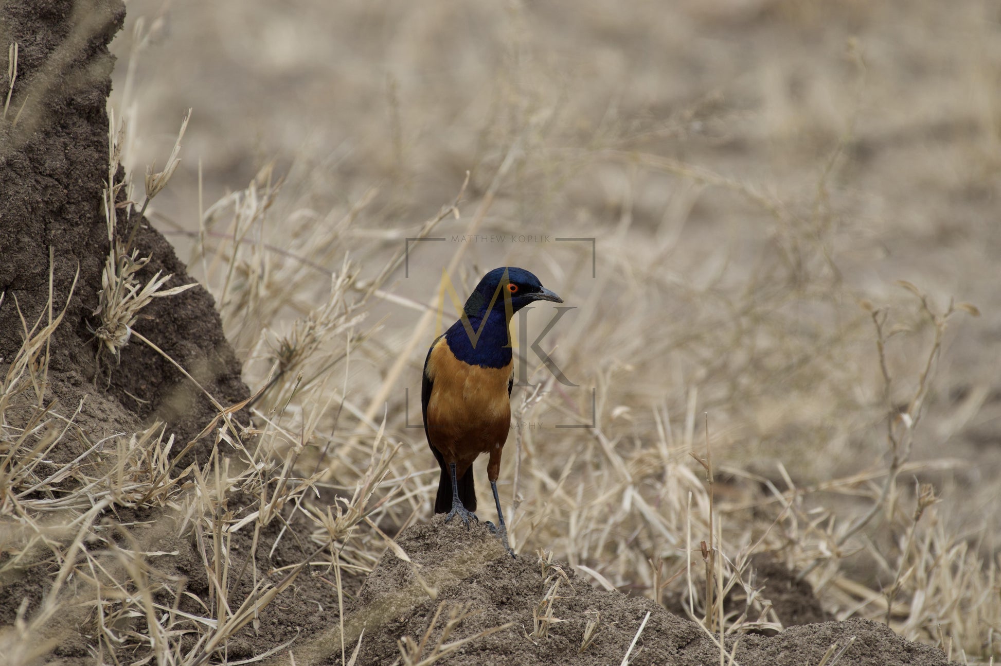 Bird #2