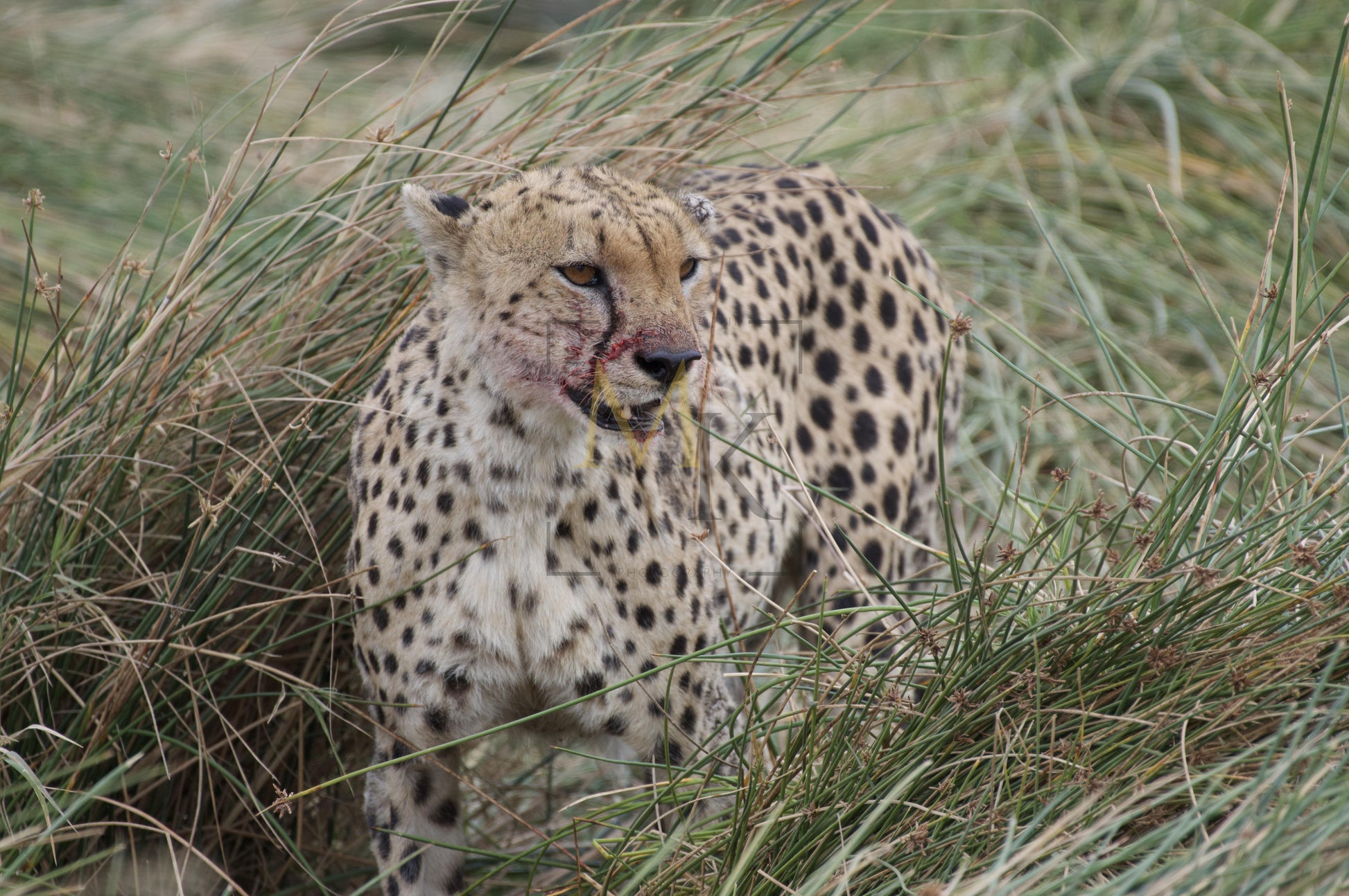 Bloody Cheetah