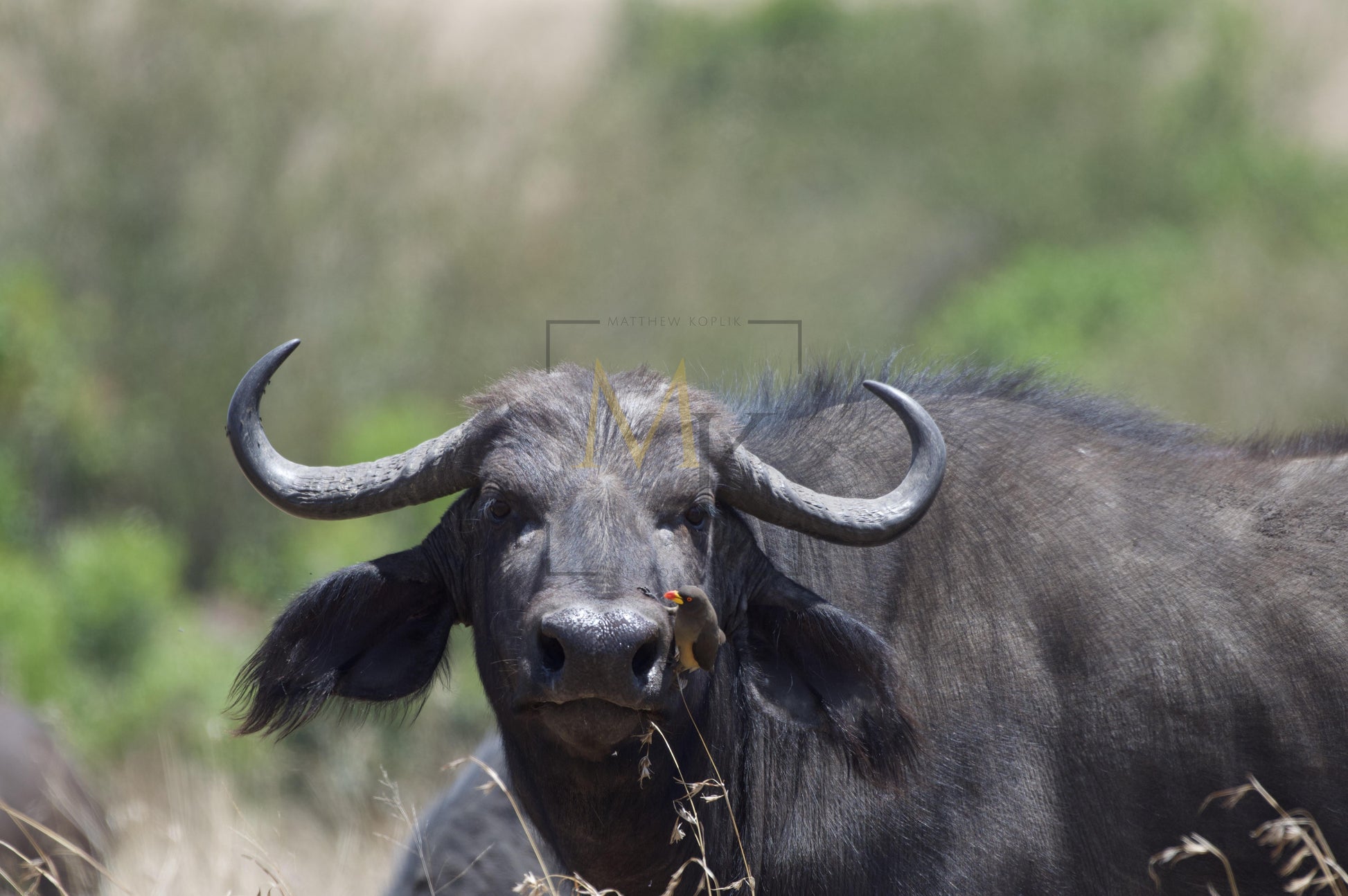 Cape buffalo with Bird