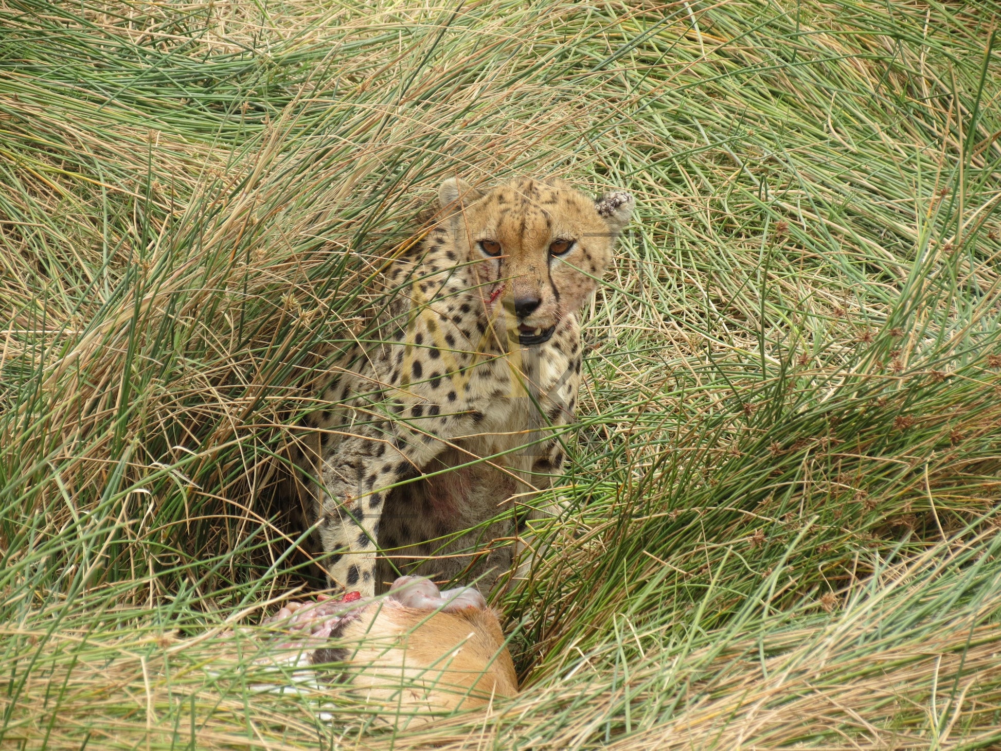 Cheetah Eating Gazelle #1