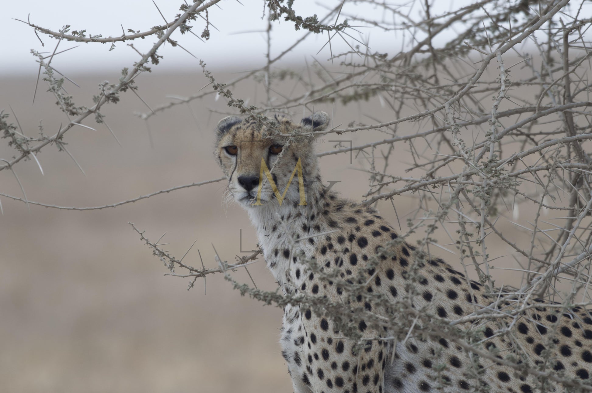 Cheetah