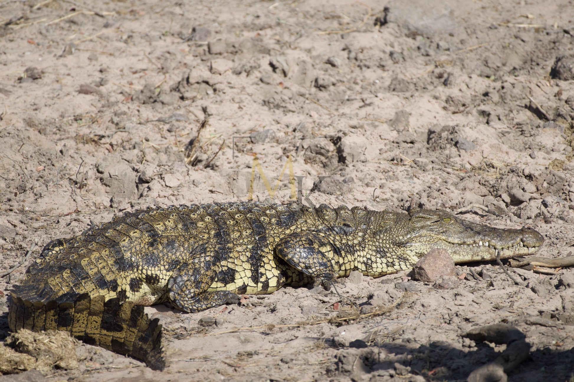 Crocodile