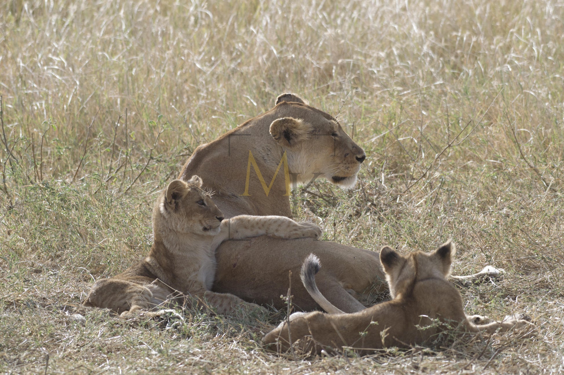 Cub Resting on Mother