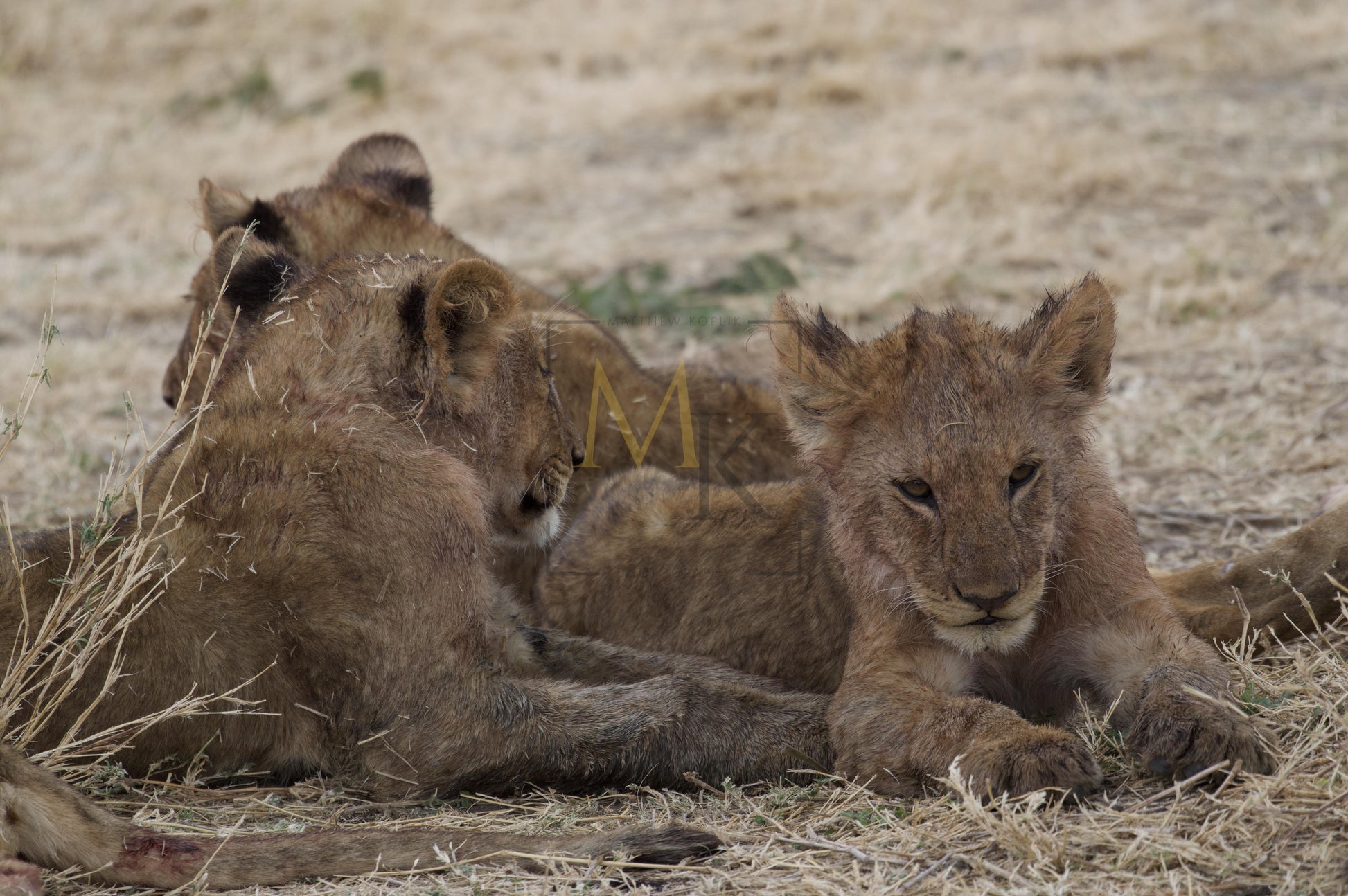 Cubs after a Meal