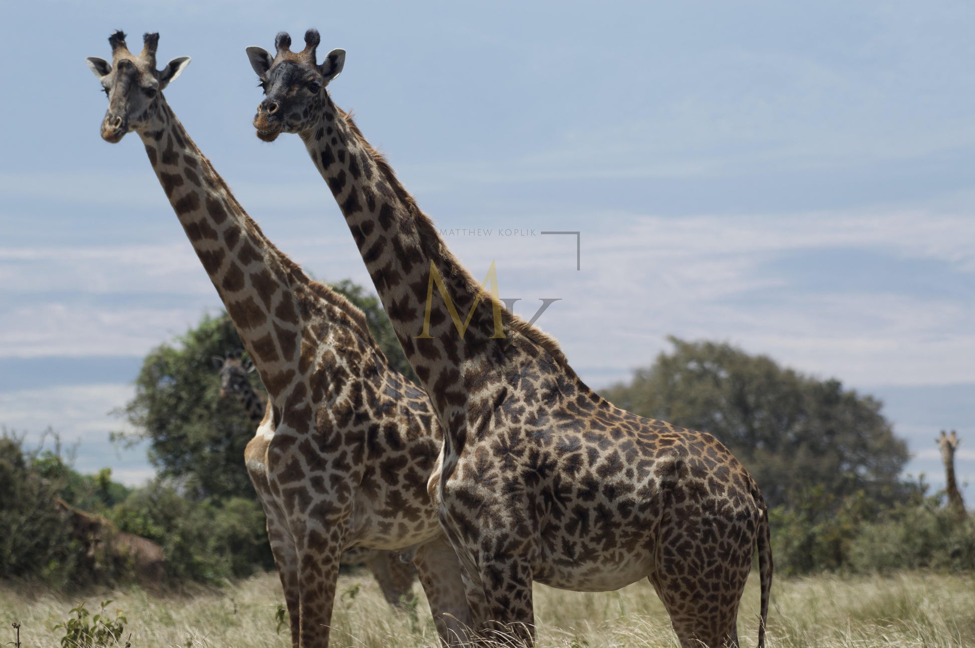 Dual Giraffes