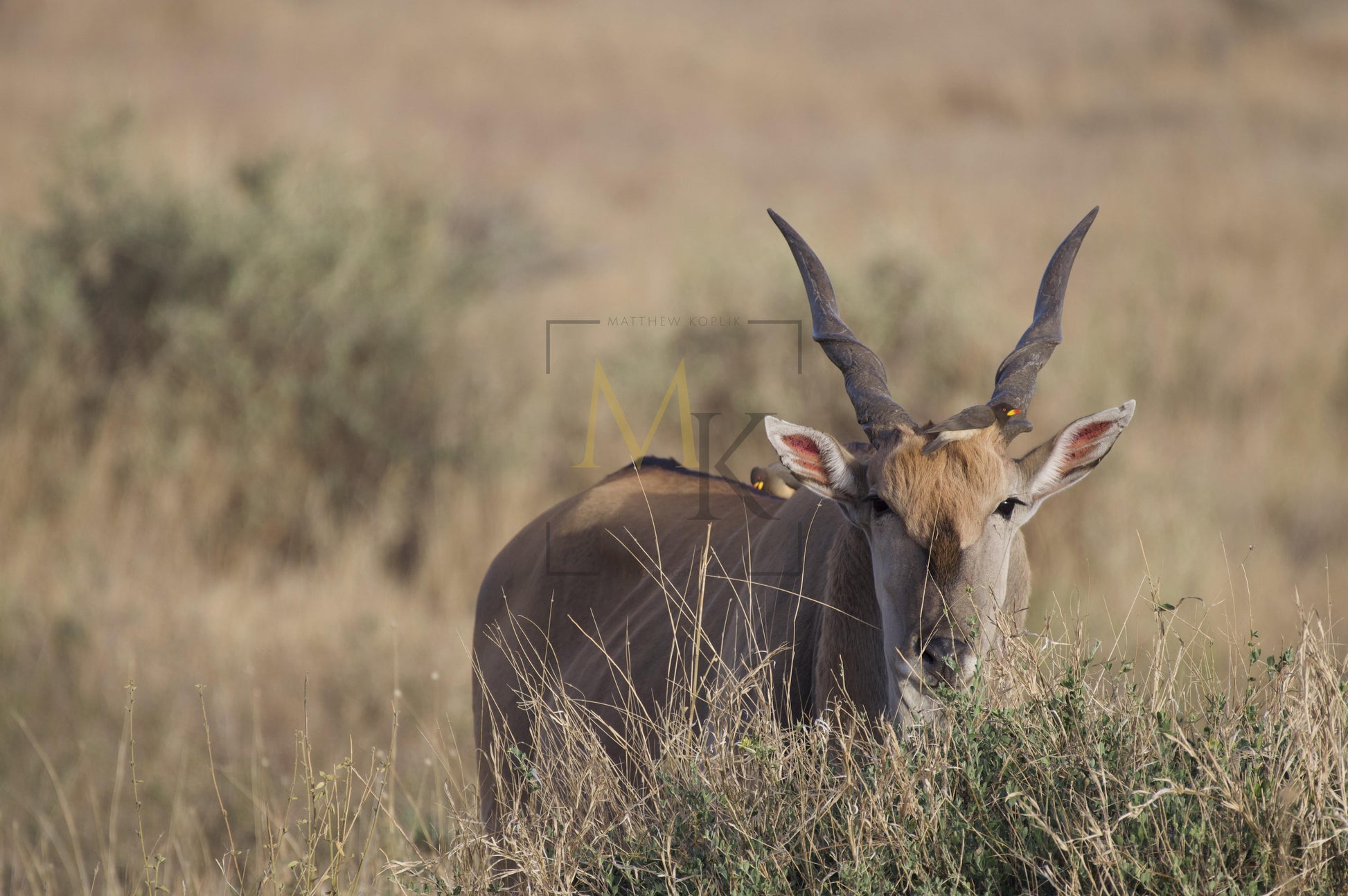 Eland