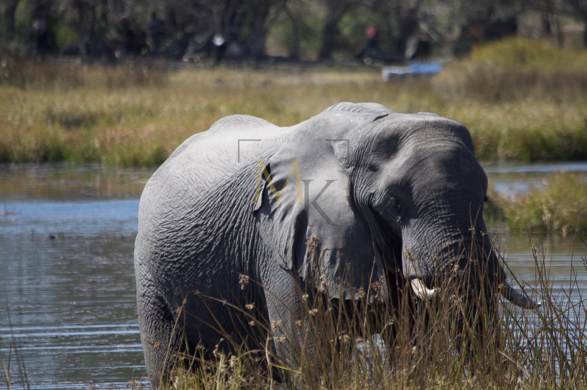 Elephant in The Delta