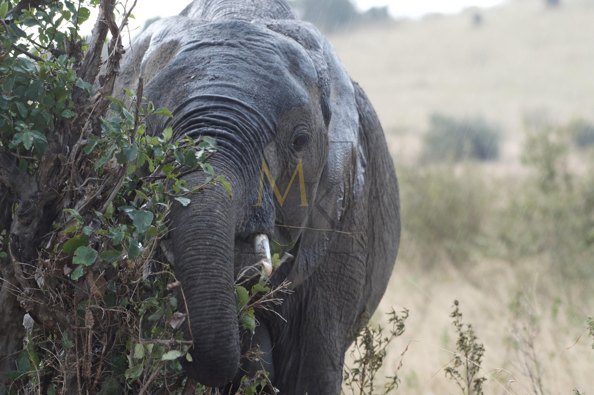 Elephant in the Rain