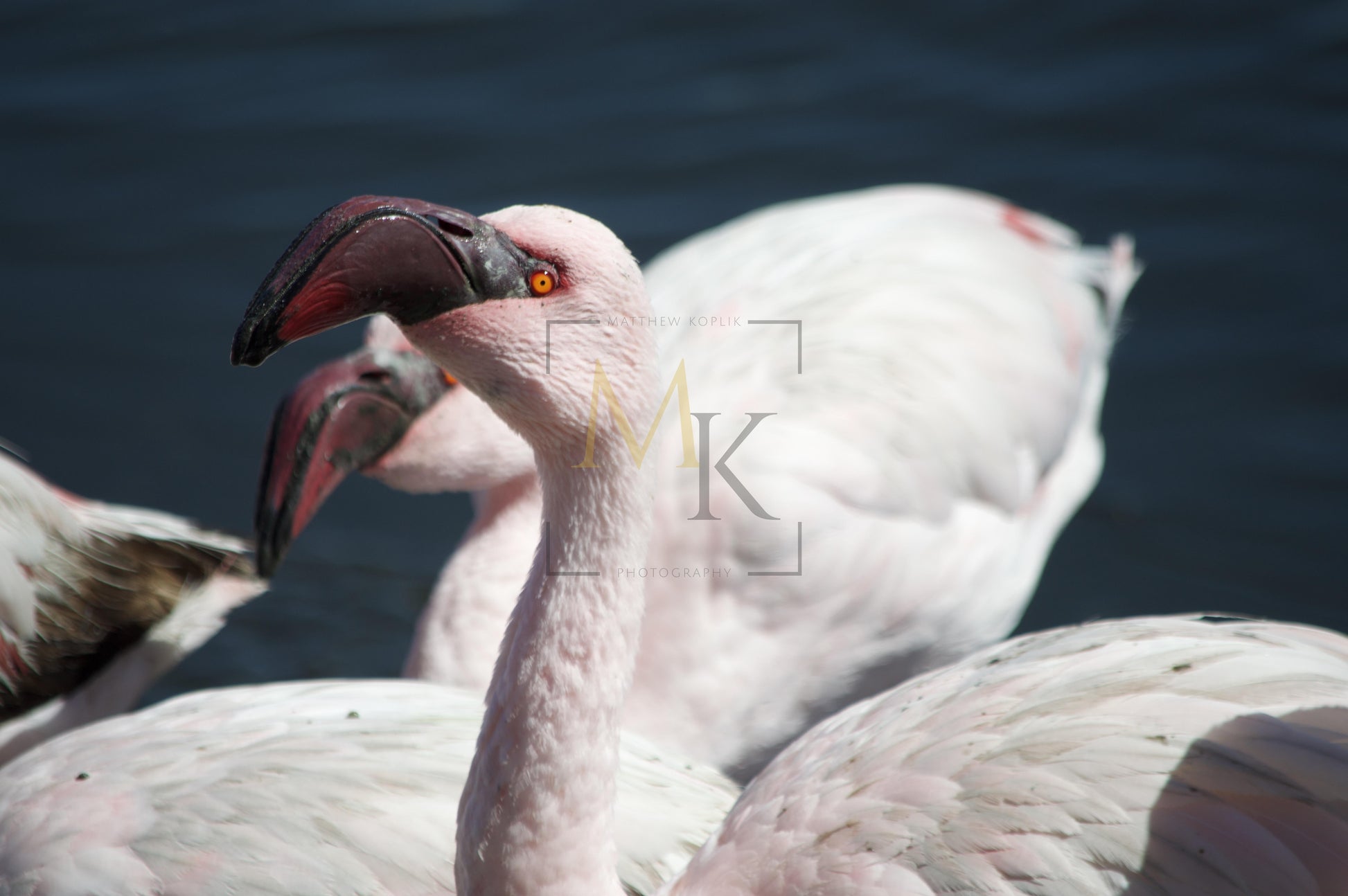 Flamingo #1