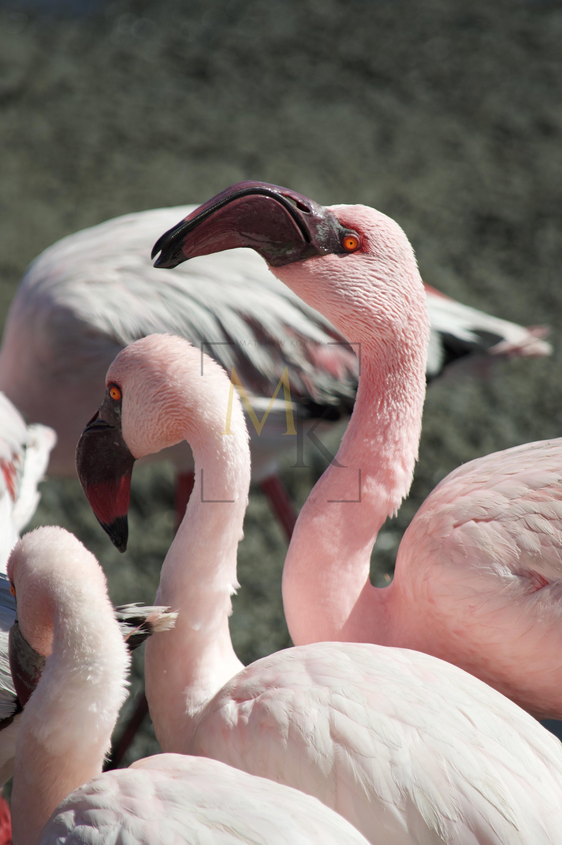 Flamingo #3