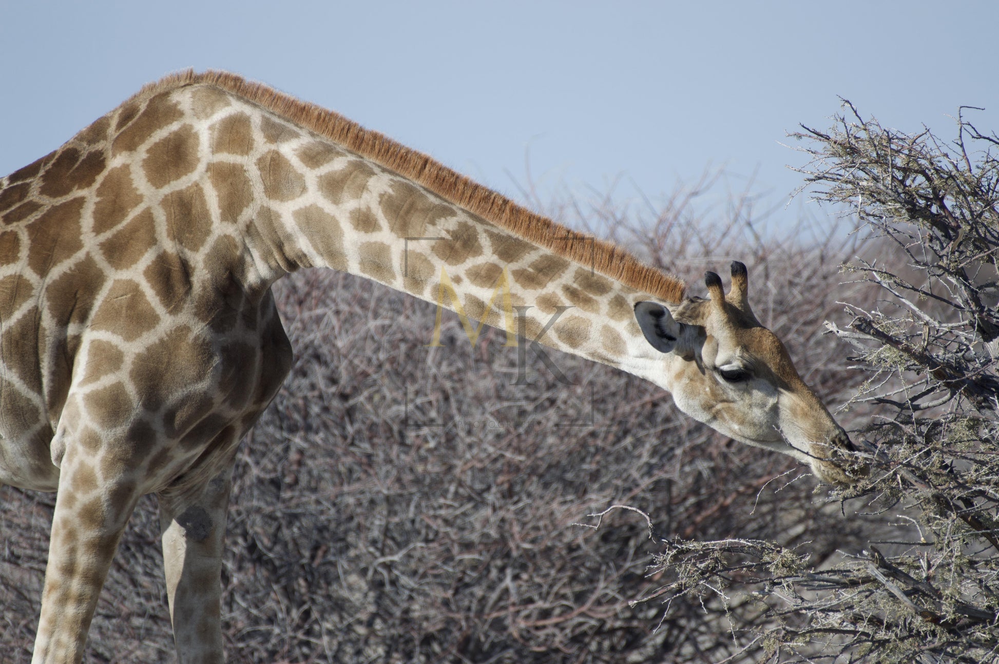 Giraffe Eating Low Brush