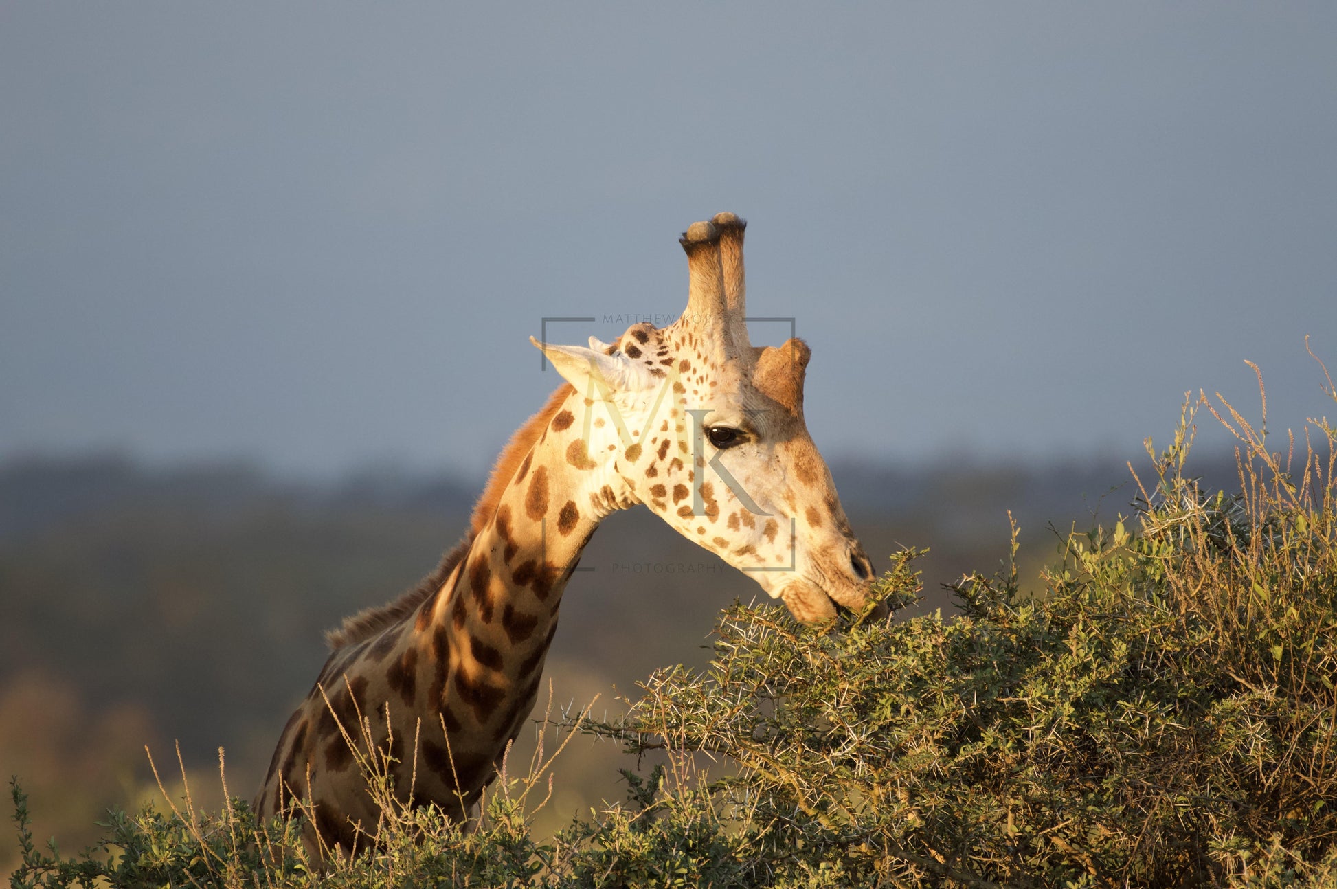 Giraffe at Sunset