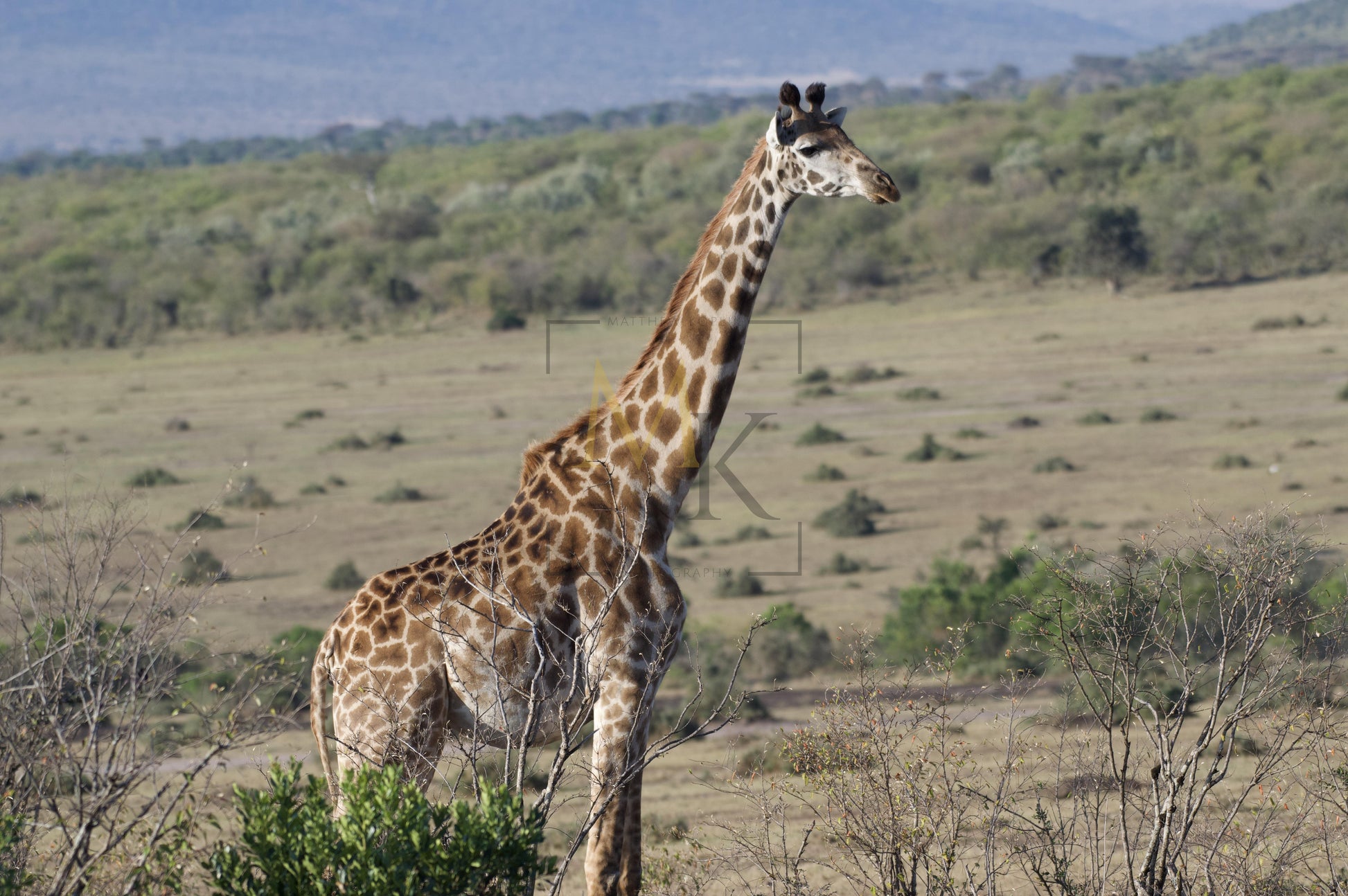 Giraffe in Massi Mara