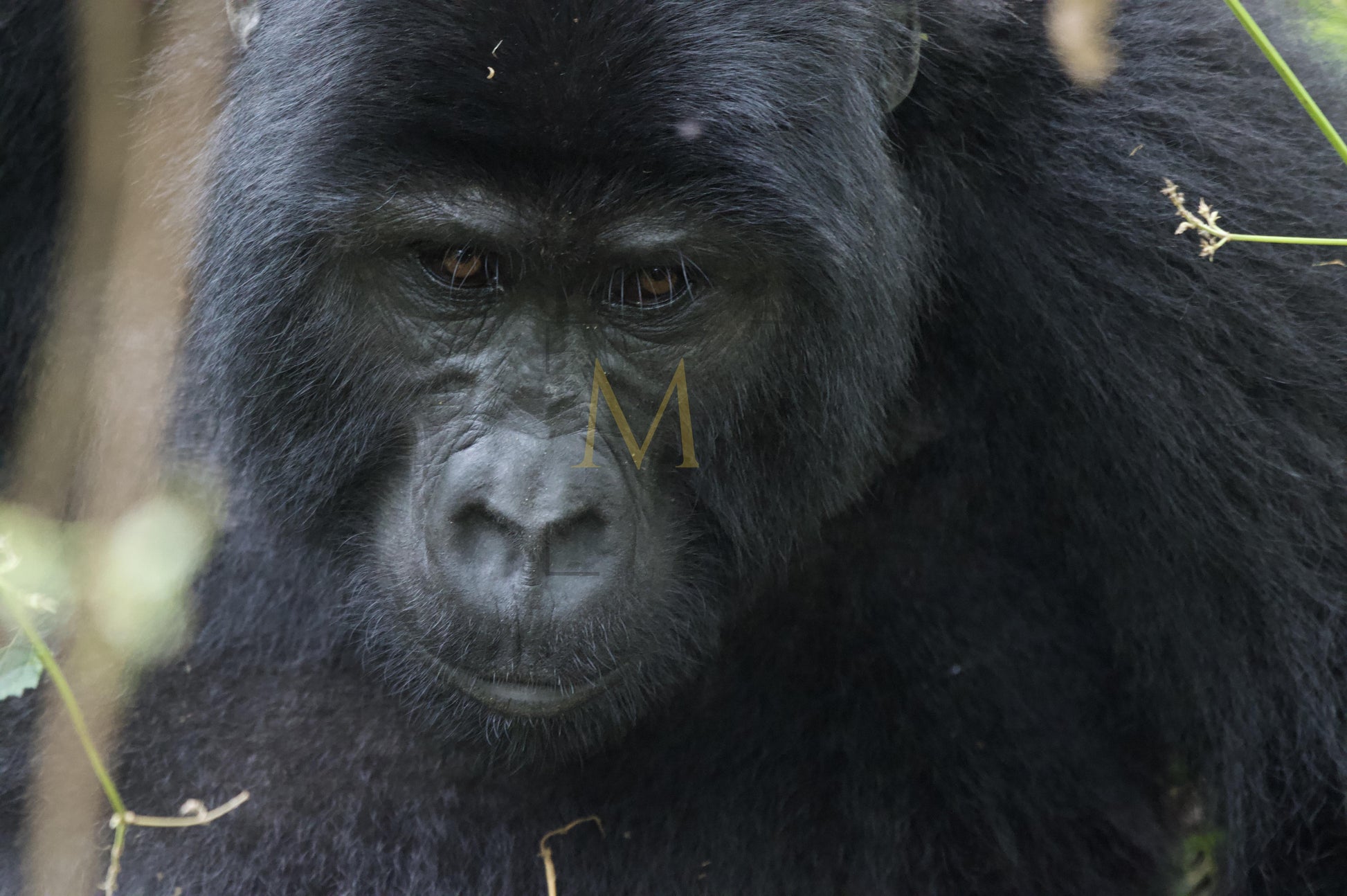 Gorilla #1
