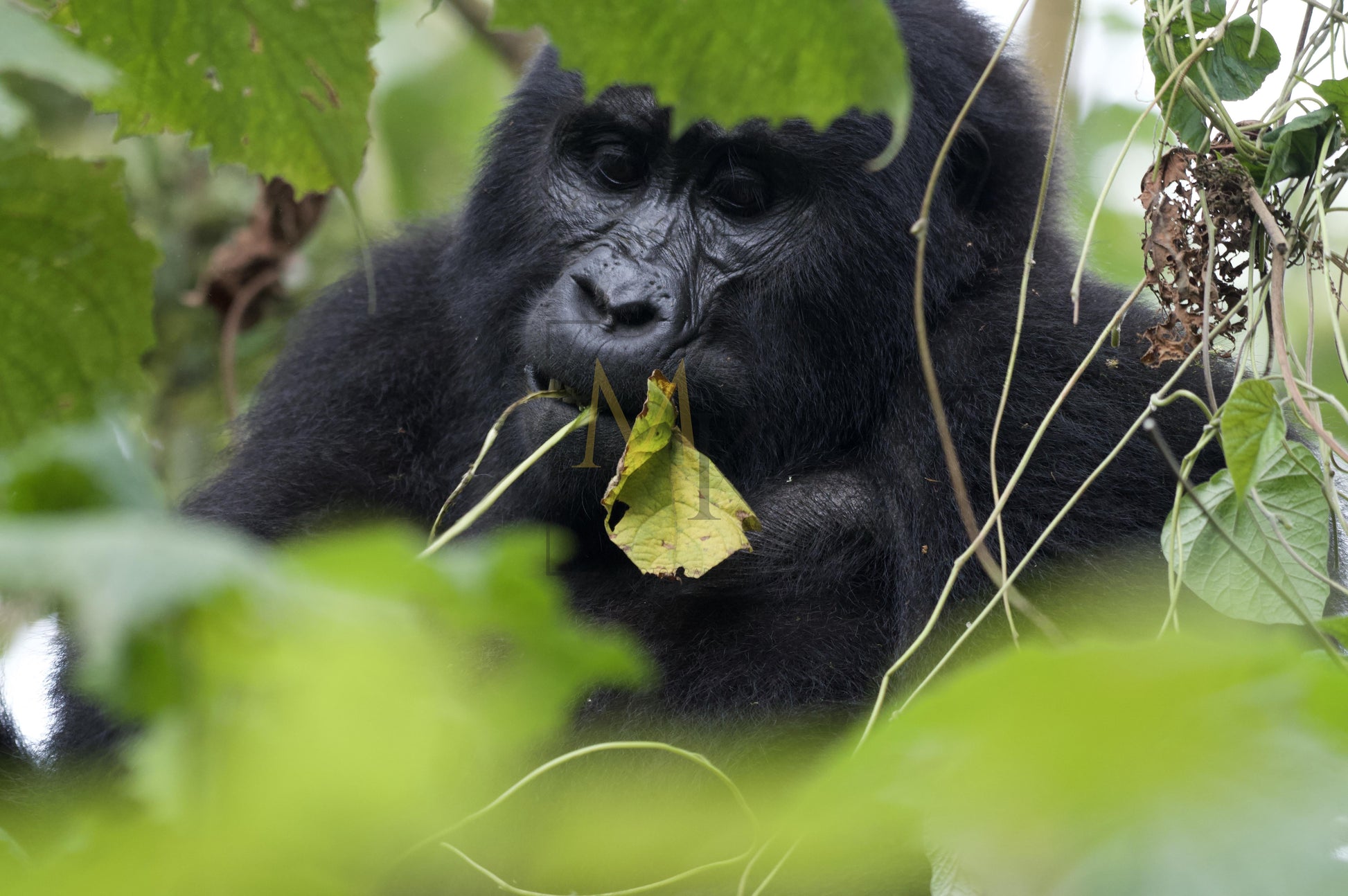 Gorilla #3