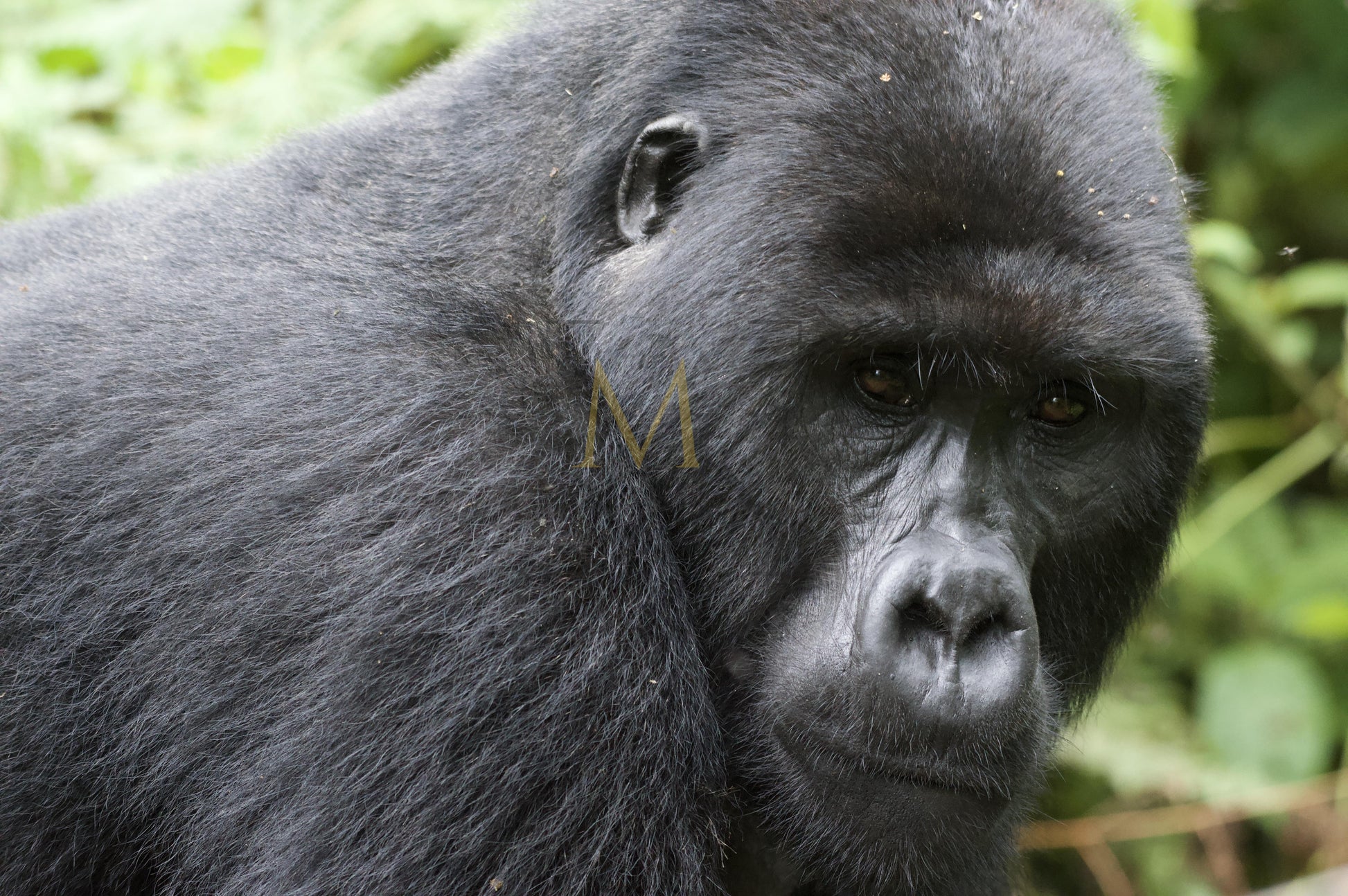Gorilla #4
