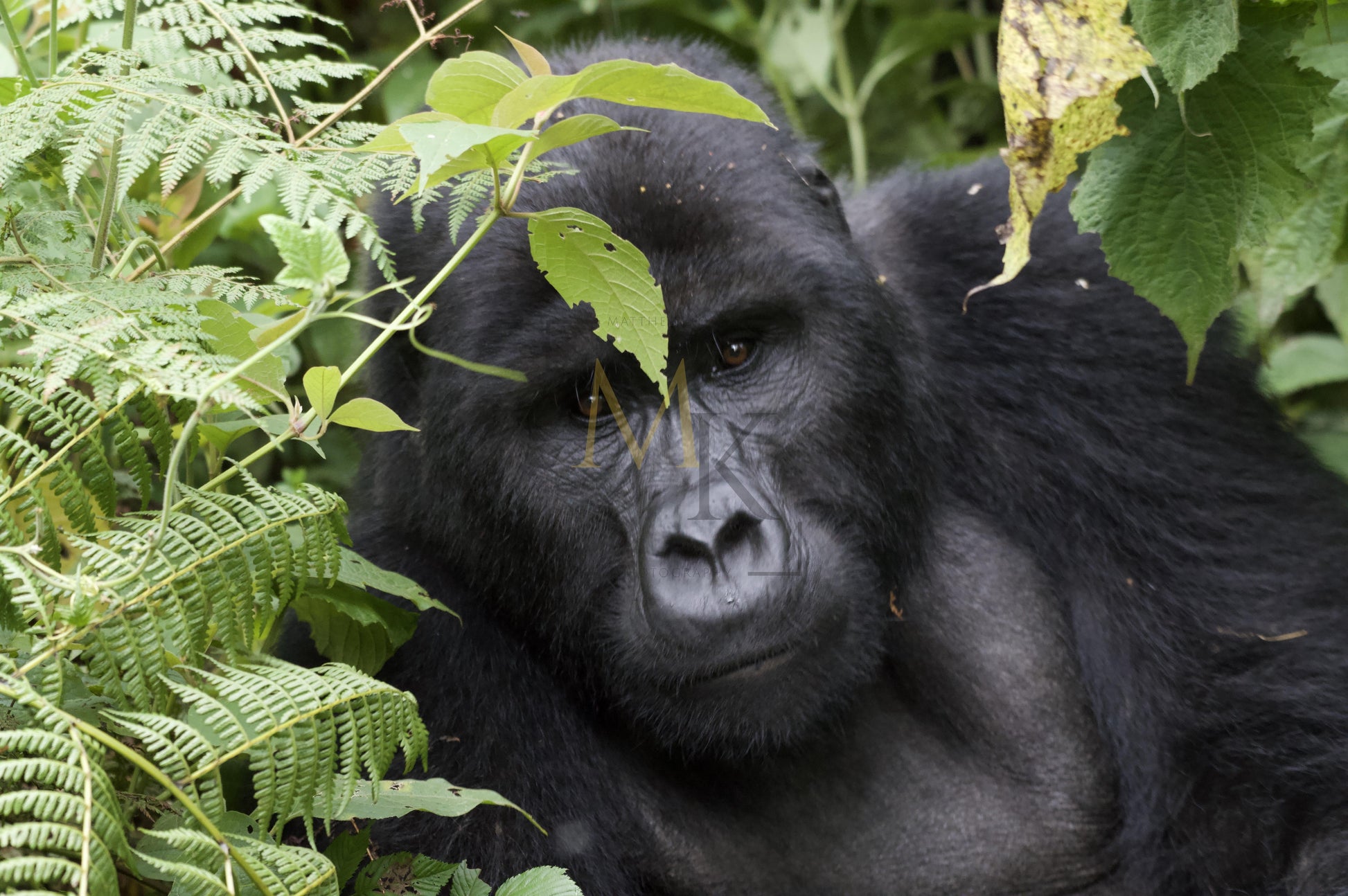 Gorilla #5